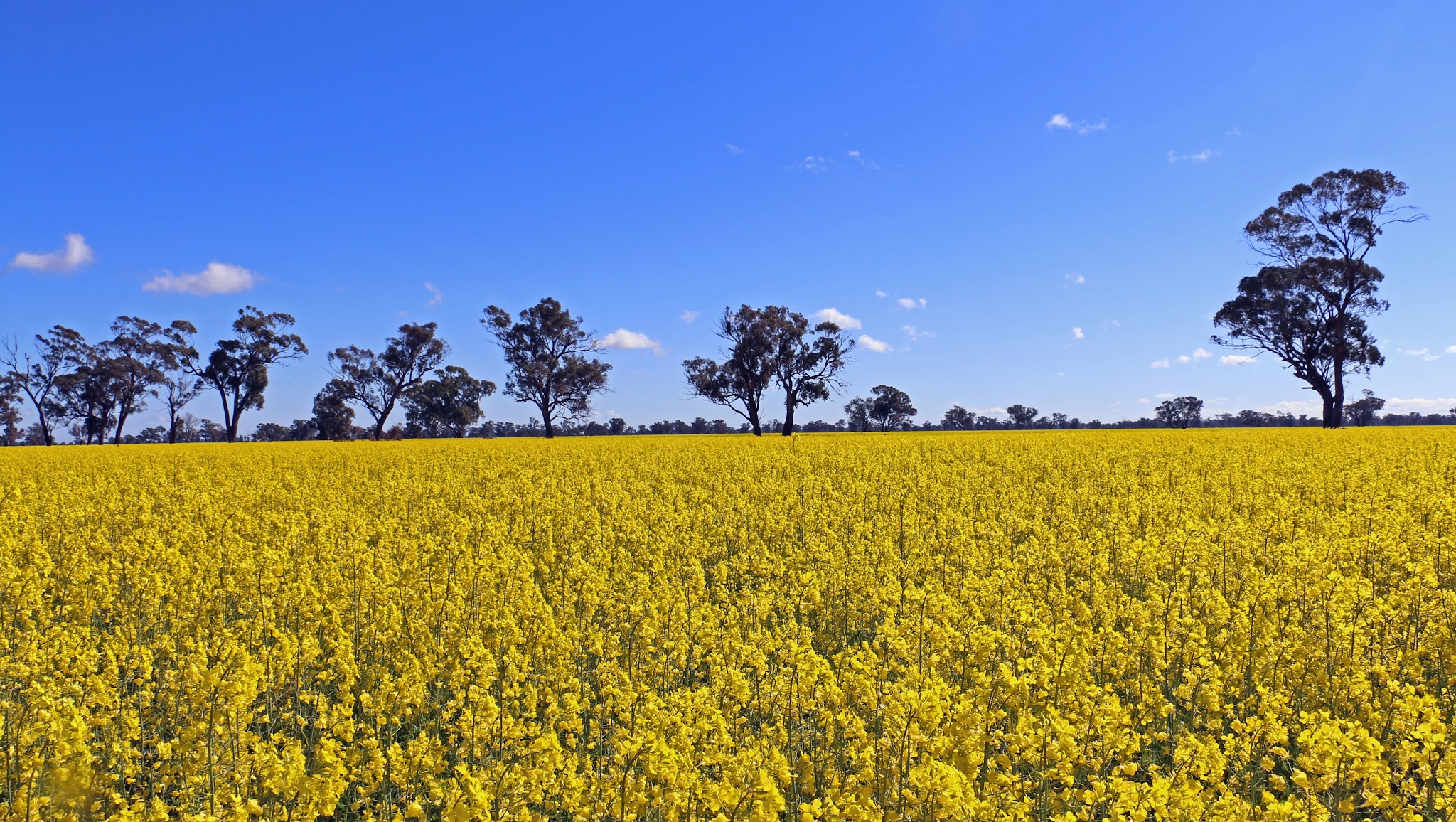 MonsantoANZ YouTube banner