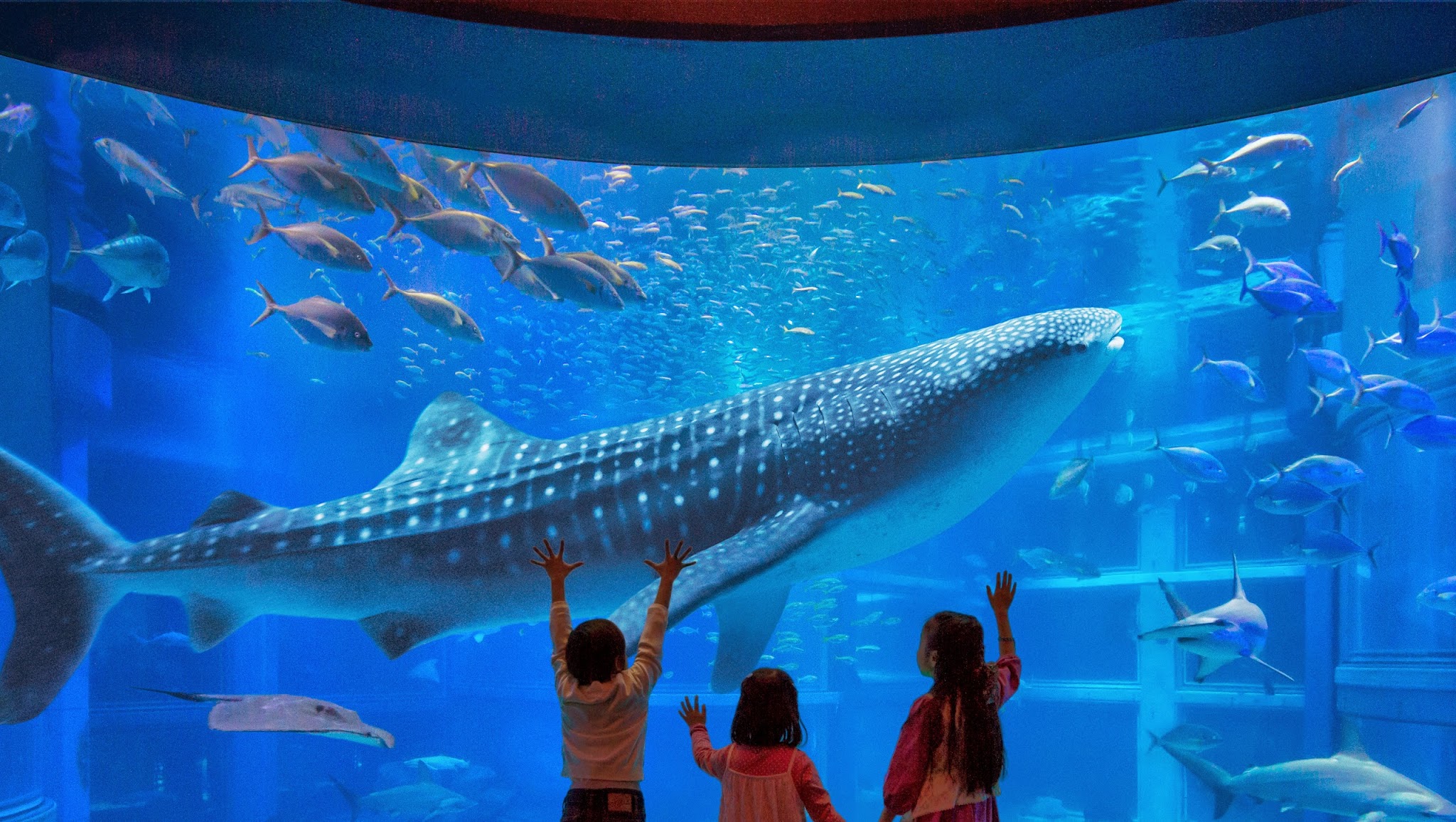 大阪・海遊館 Osaka Aquarium Kaiyukan YouTube banner