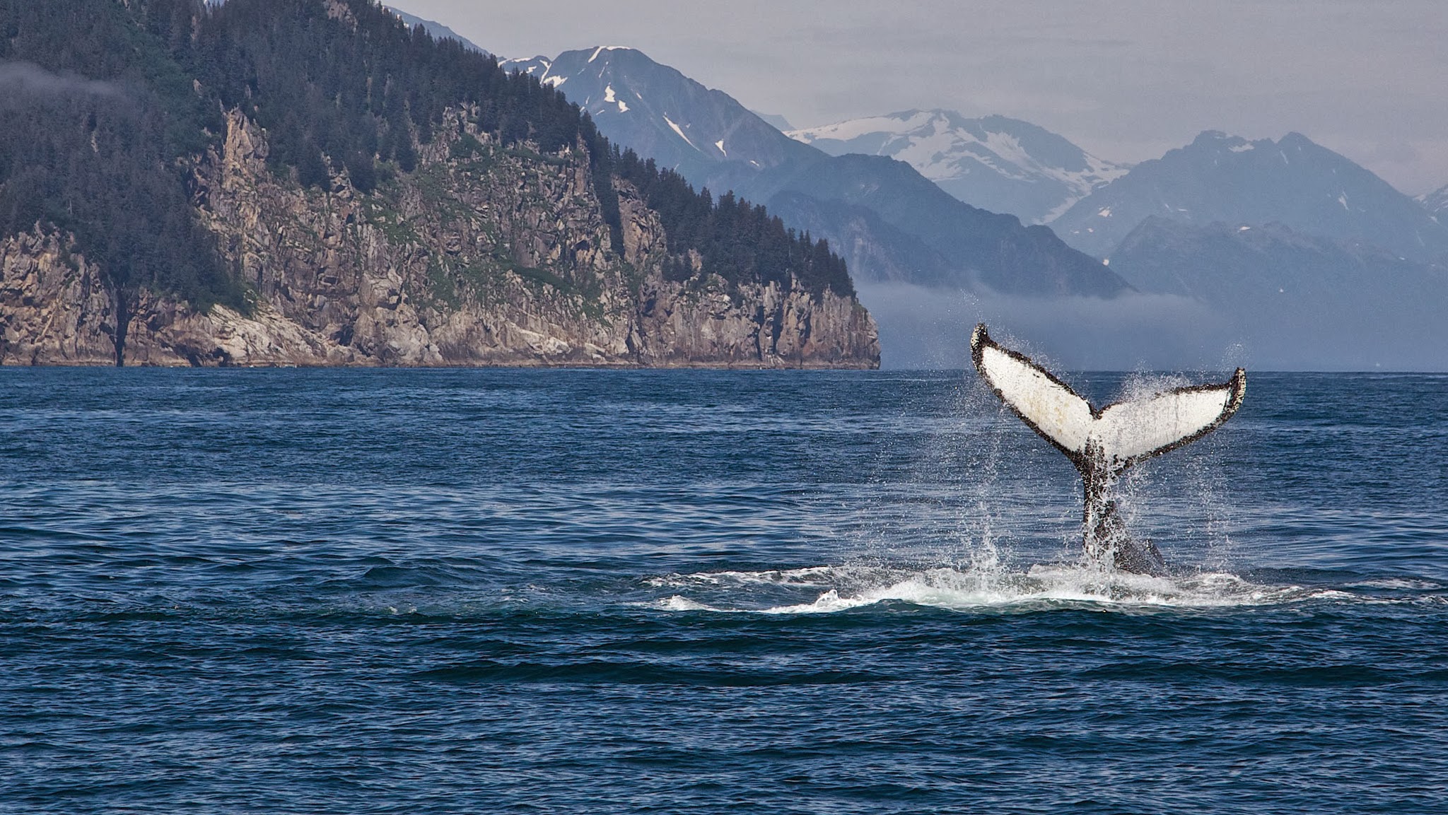 Ocean Alaska Science and Learning Center YouTube banner