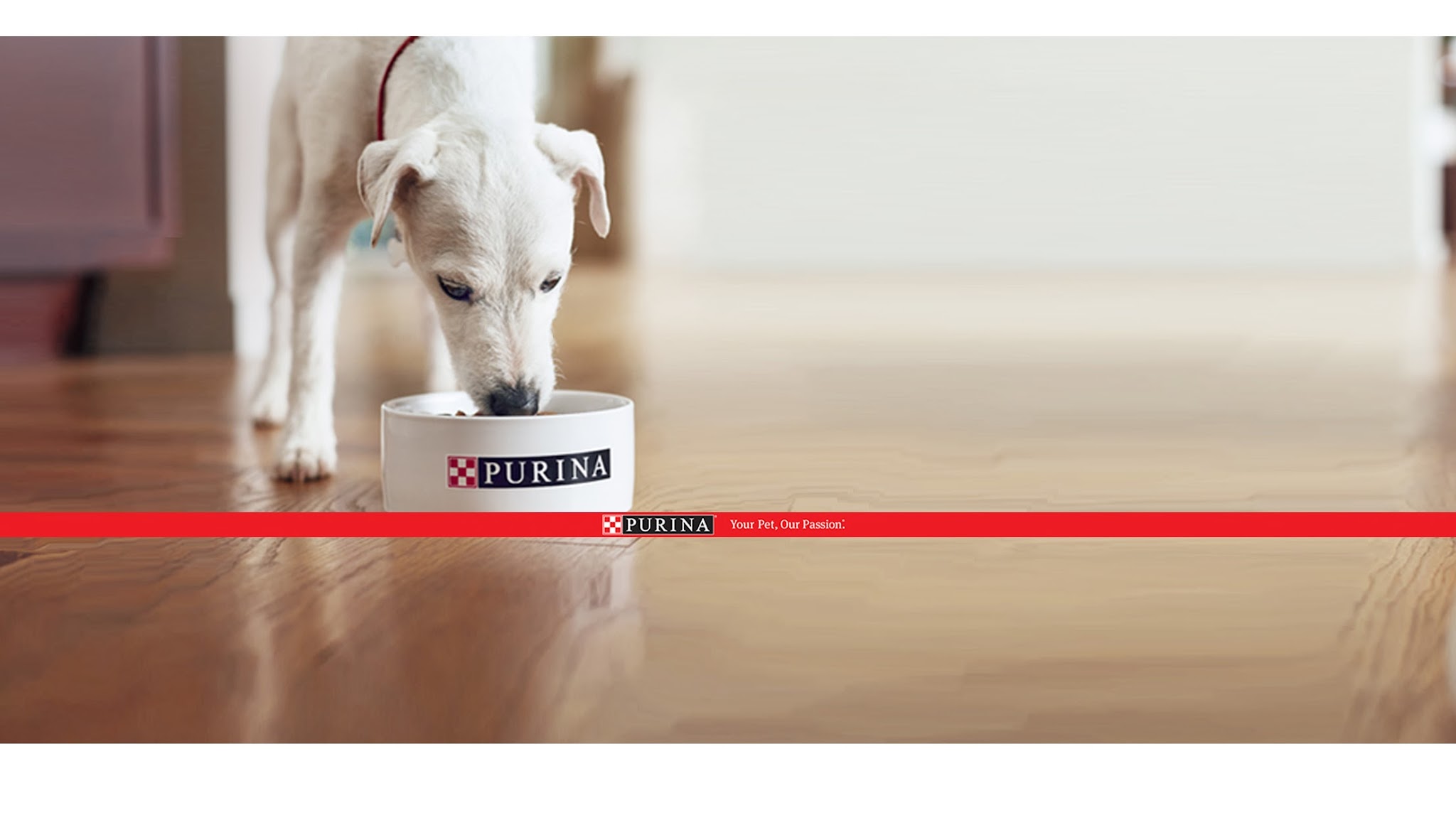 Purina Canada YouTube banner