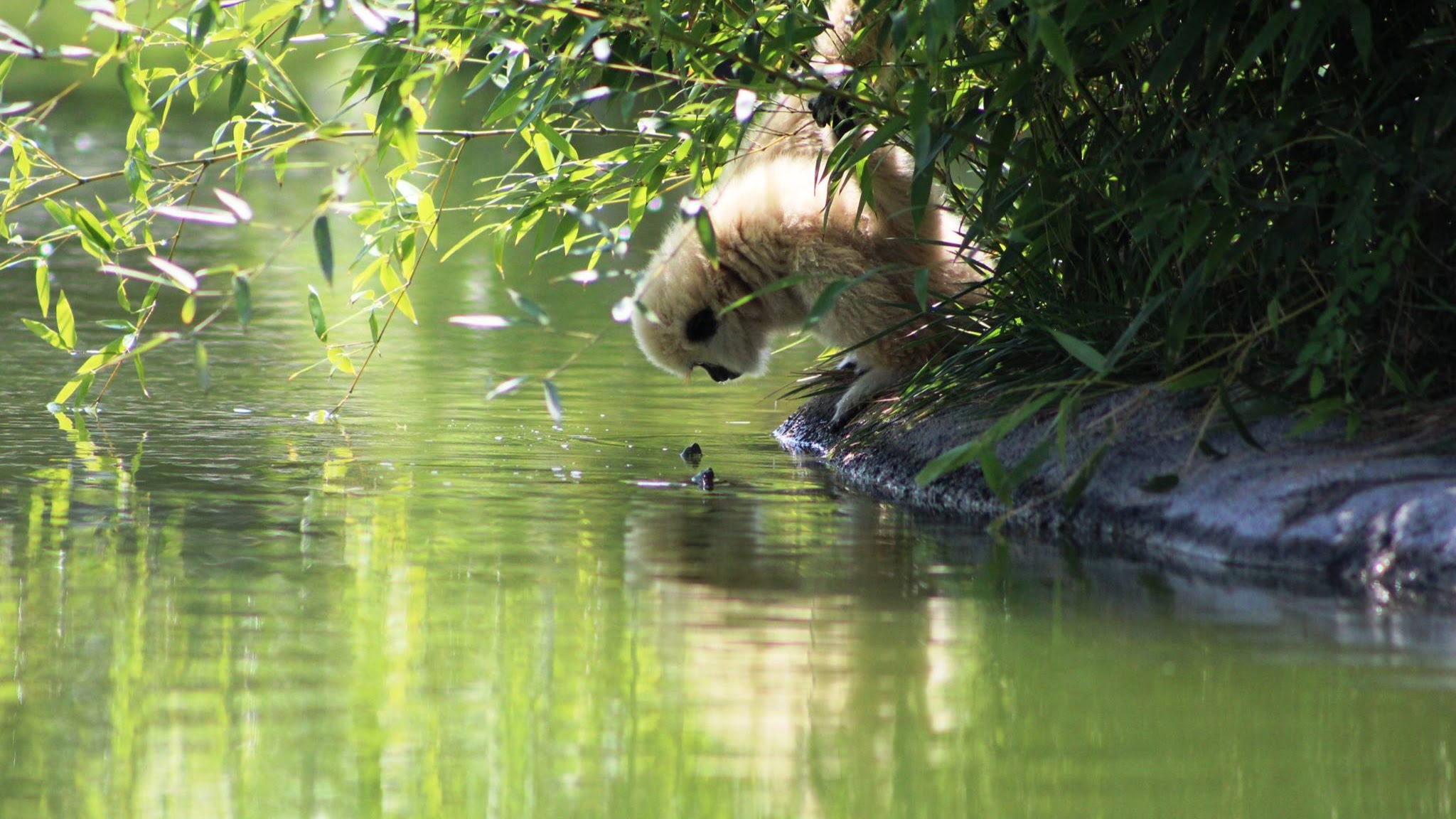 Tanganyika Wildlife Park YouTube banner