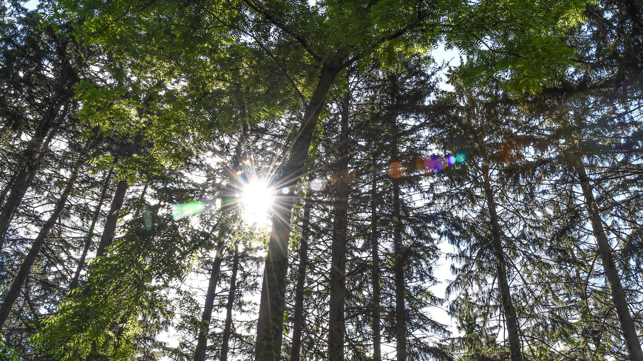 The Morton Arboretum YouTube banner