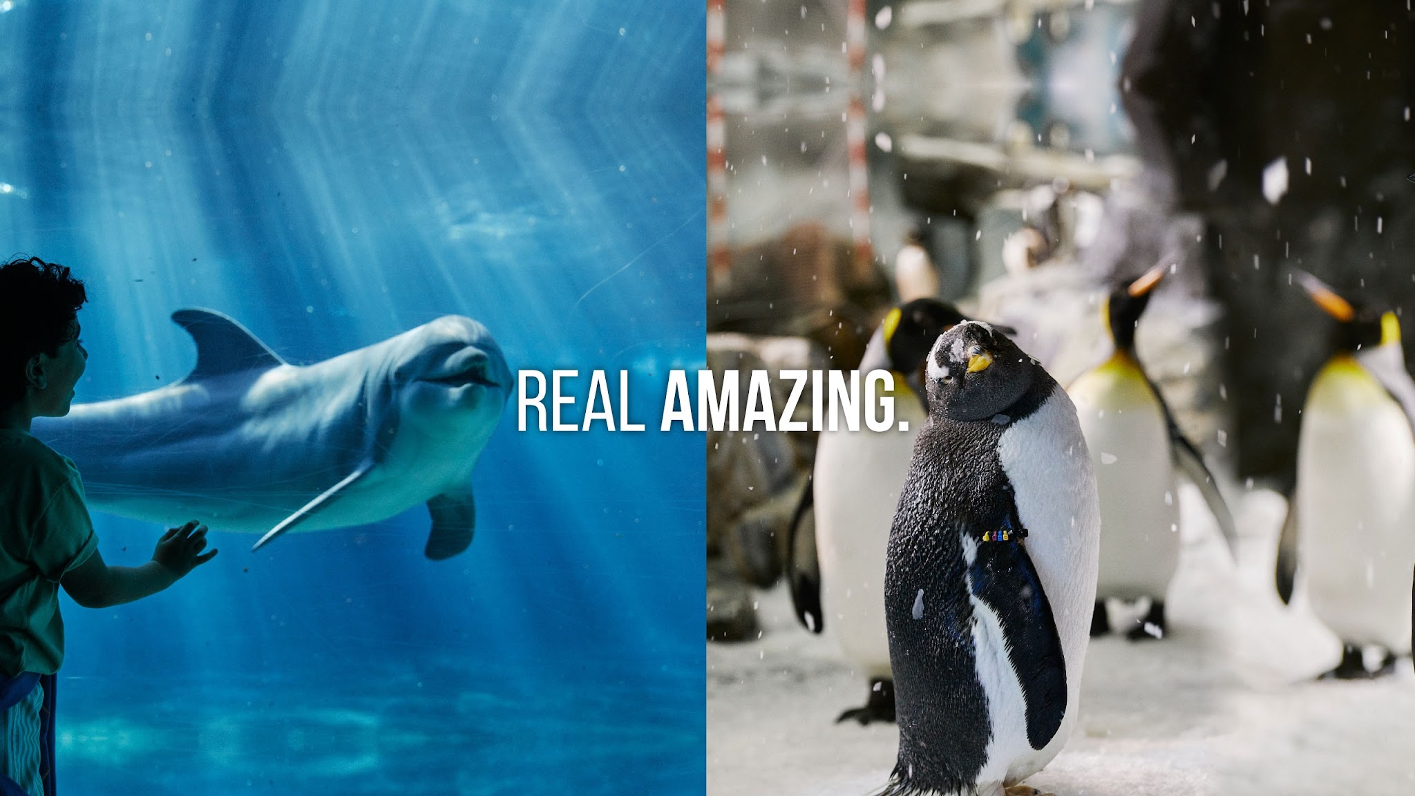 SeaWorld® YouTube banner