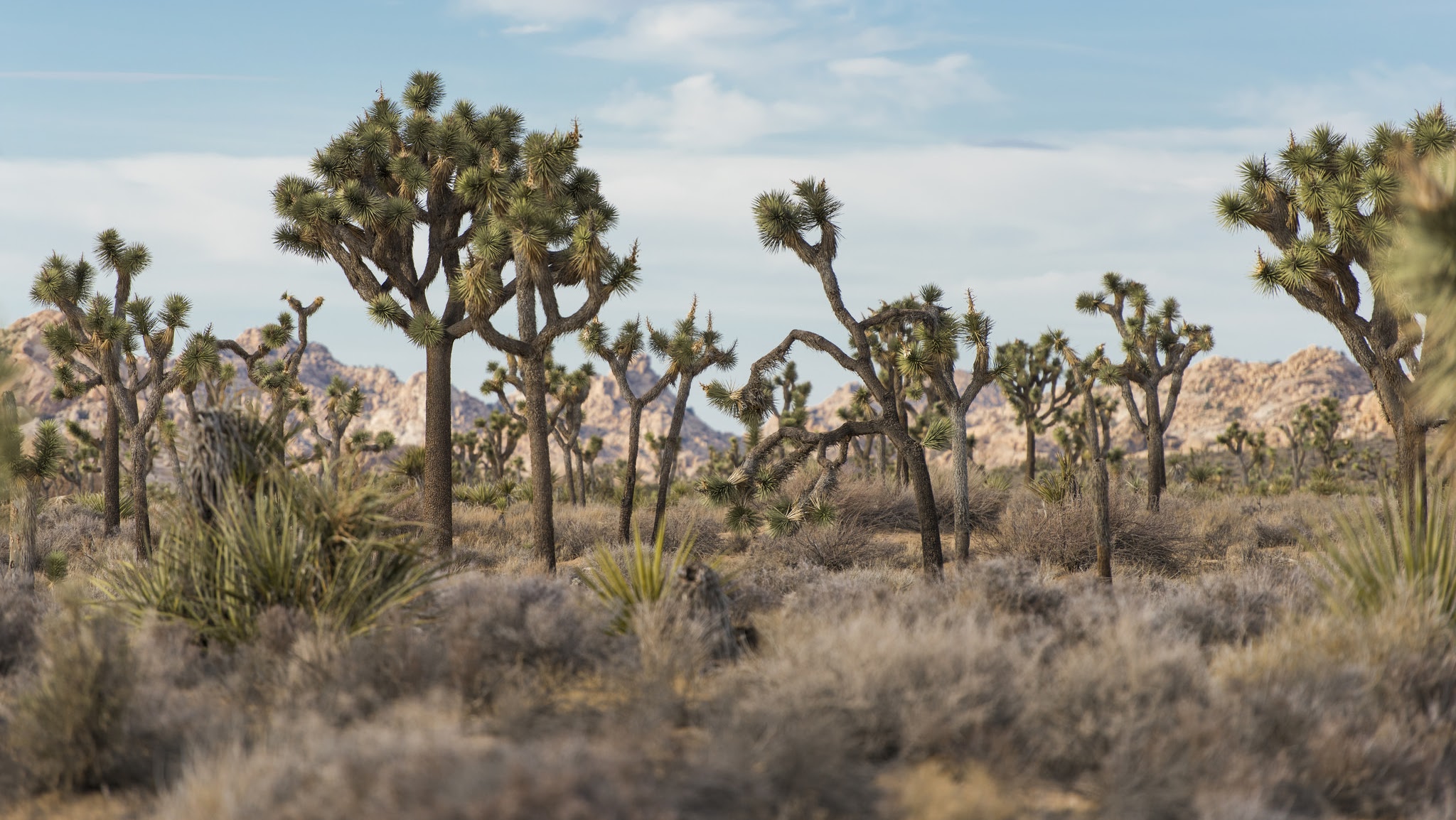 JoshuaTreeNPS YouTube banner