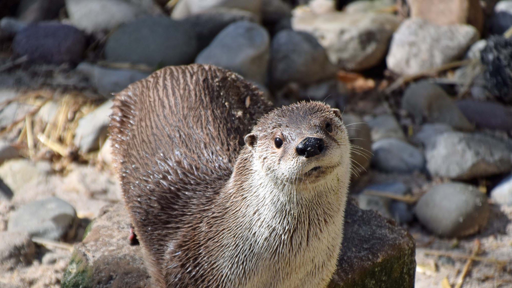 Elmwood Park Zoo YouTube banner