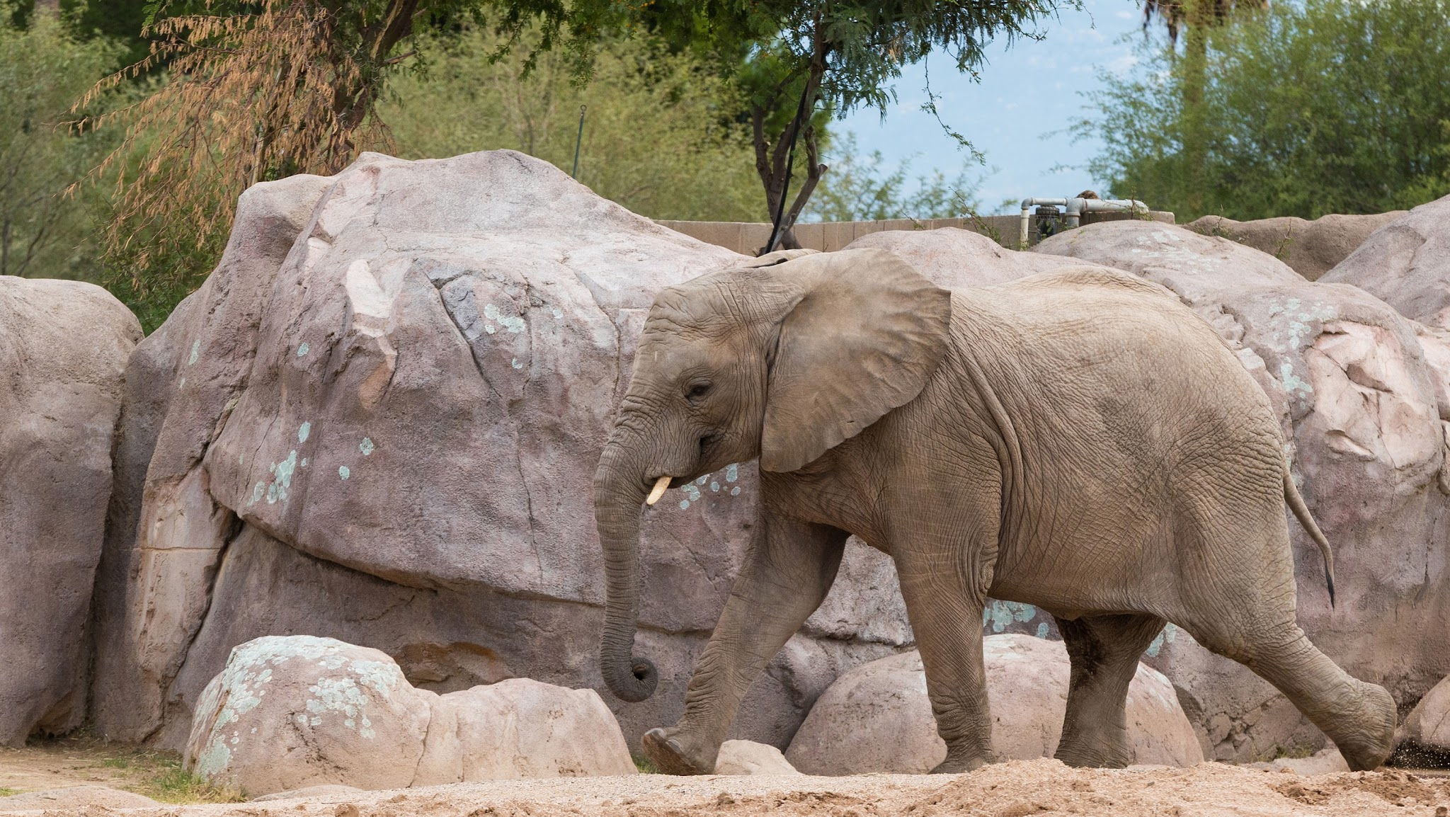 Reid Park Zoo YouTube banner