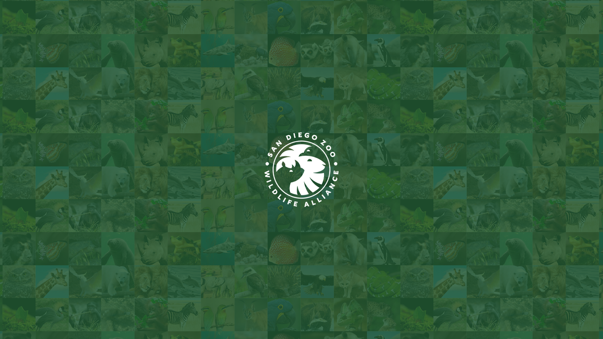 San Diego Zoo YouTube banner