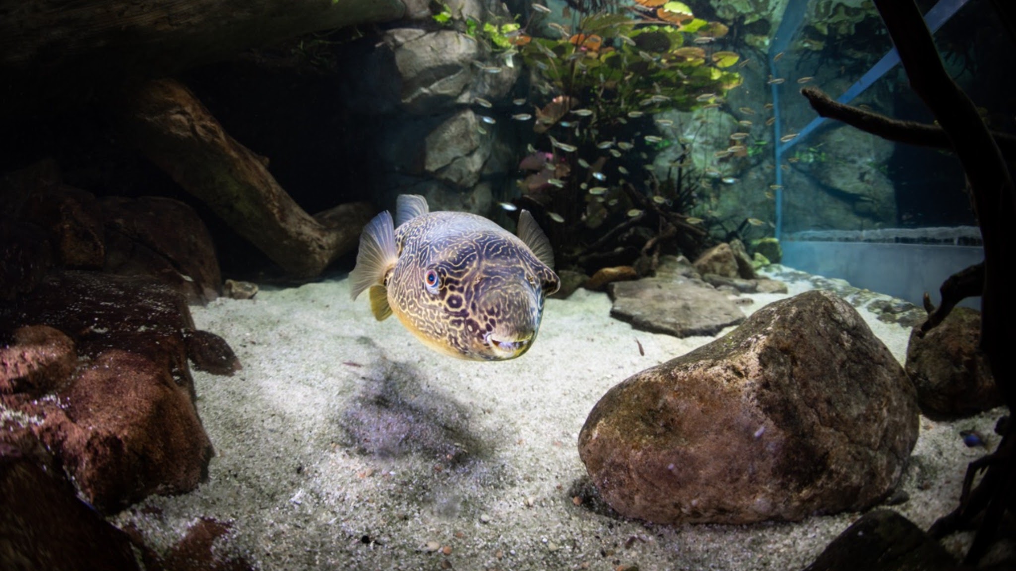 Georgia Aquarium YouTube banner