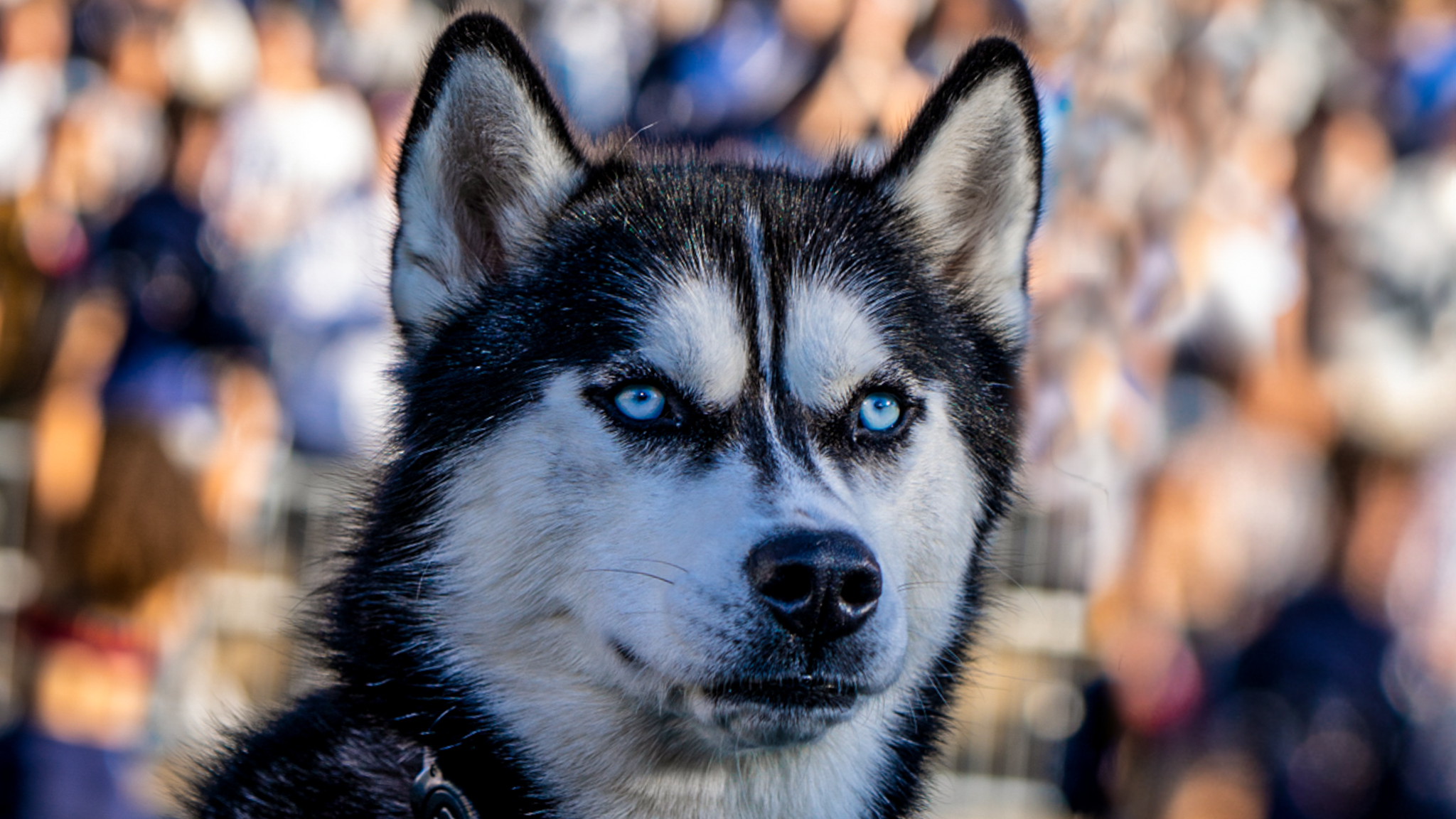 UConn Huskies YouTube banner