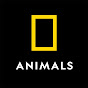 Nat Geo Animals YouTube channel avatar 