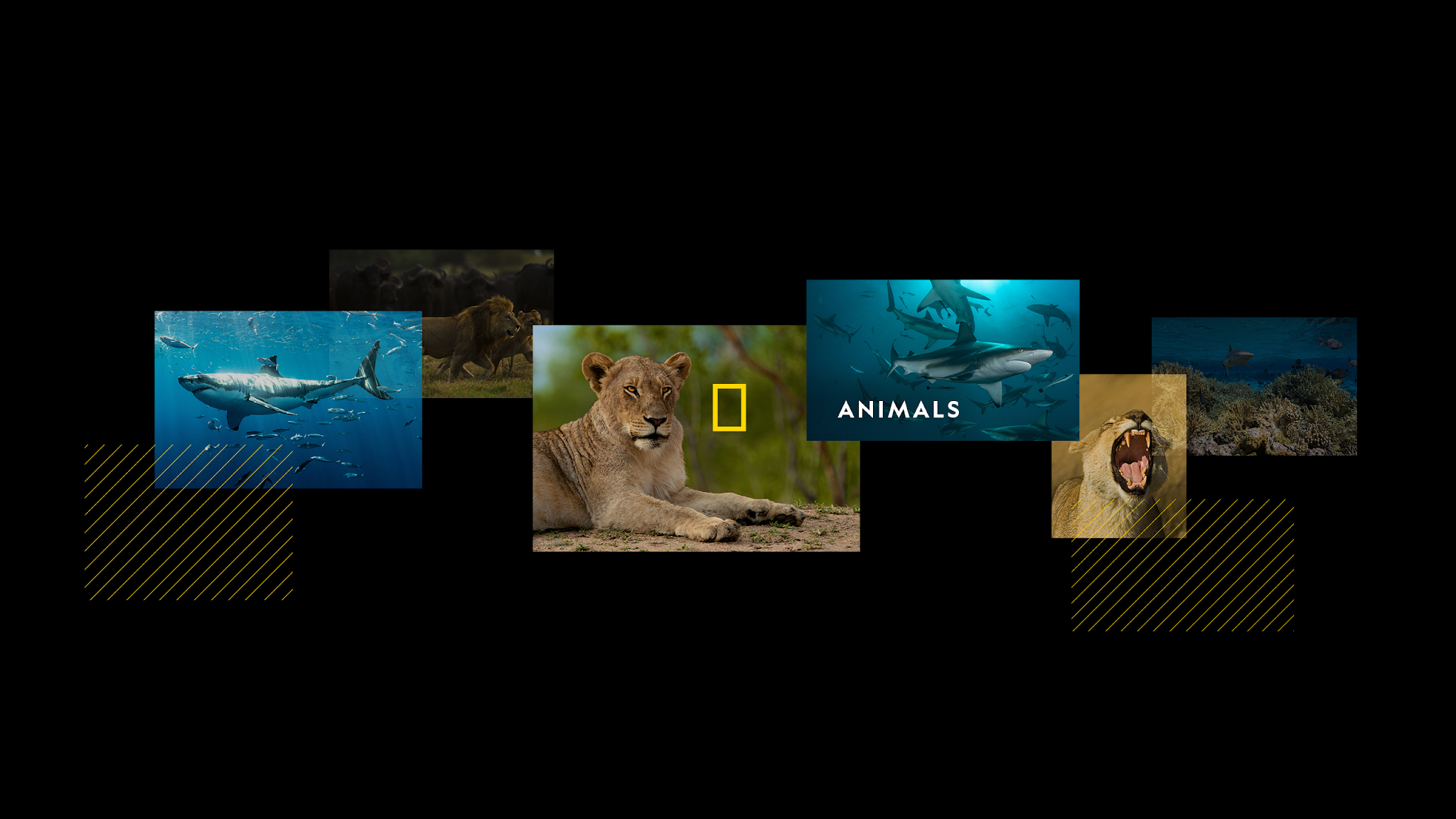 Nat Geo Animals YouTube banner