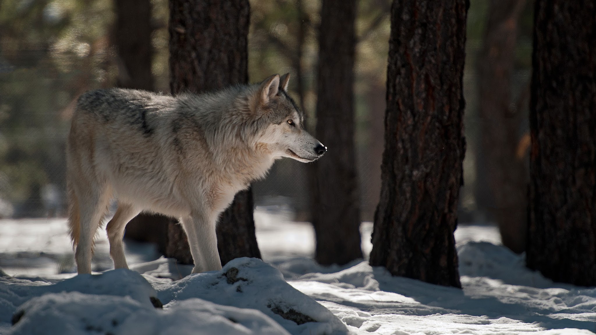 Bearizona Wildlife Park YouTube banner