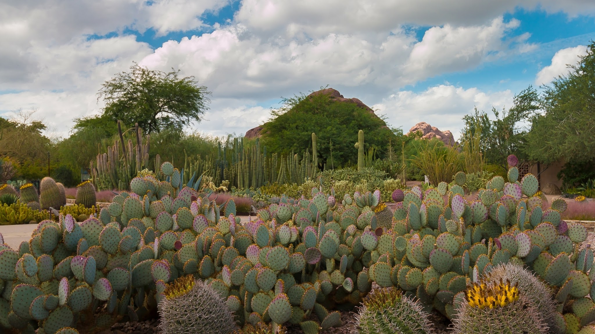 Desert Botanical Garden YouTube banner