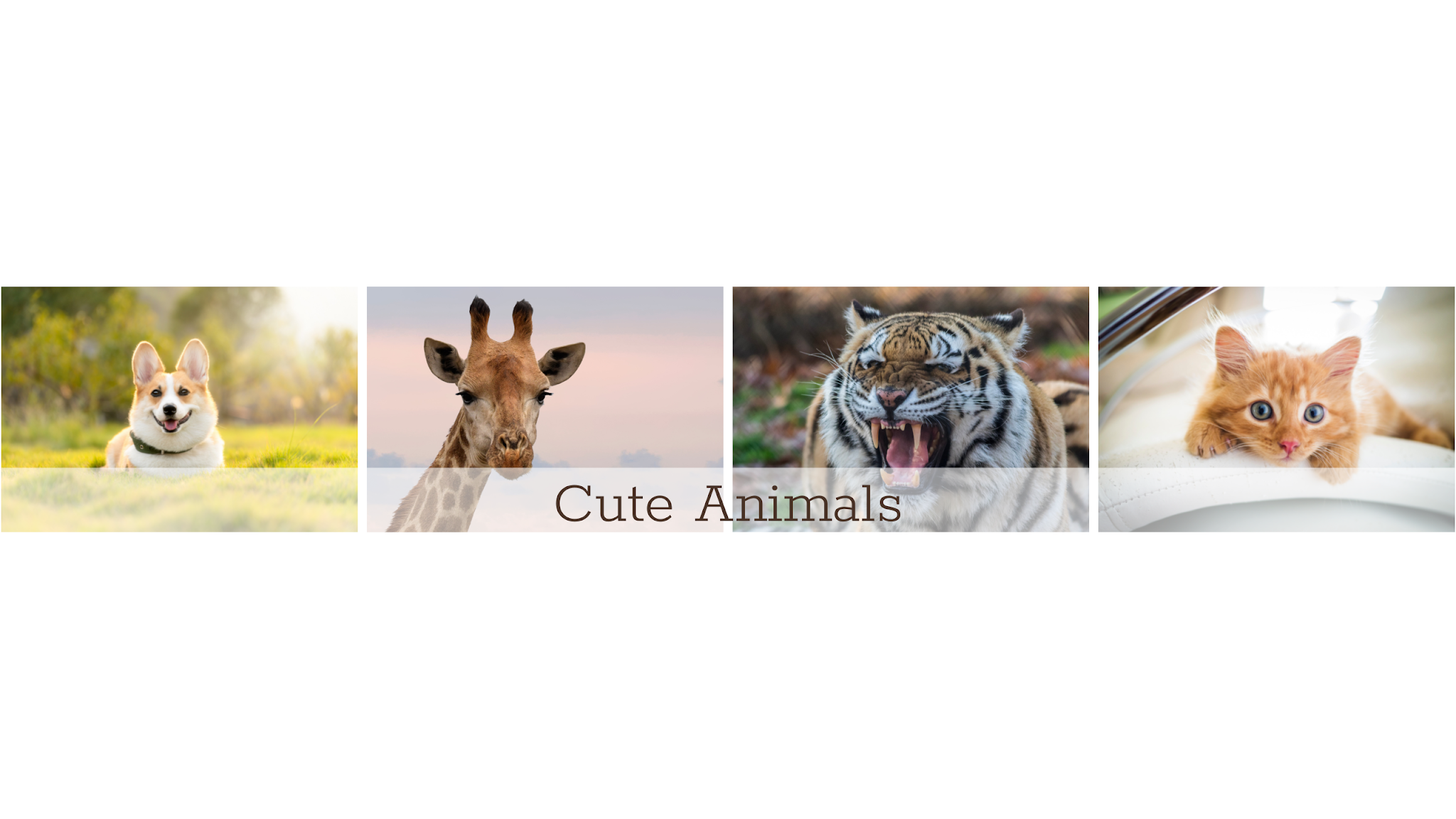 Cute Animals YouTube banner