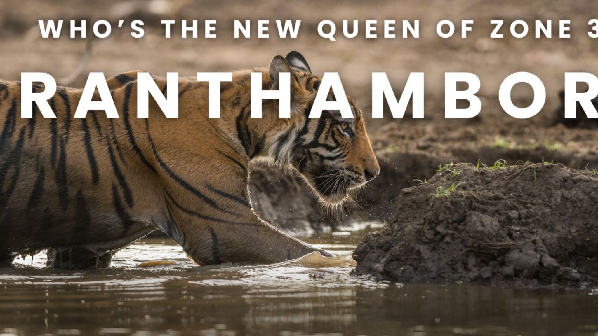 Ranthambore Tiger Reserve YouTube banner