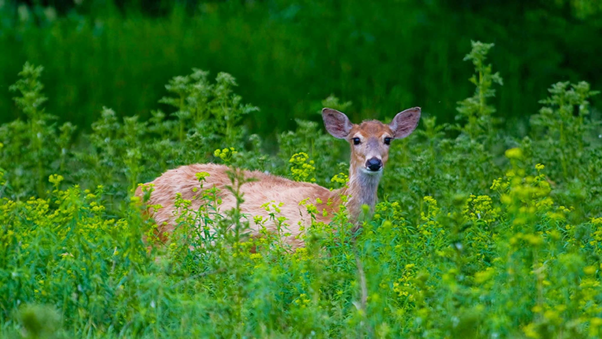 Zoo Ecomuseum YouTube banner