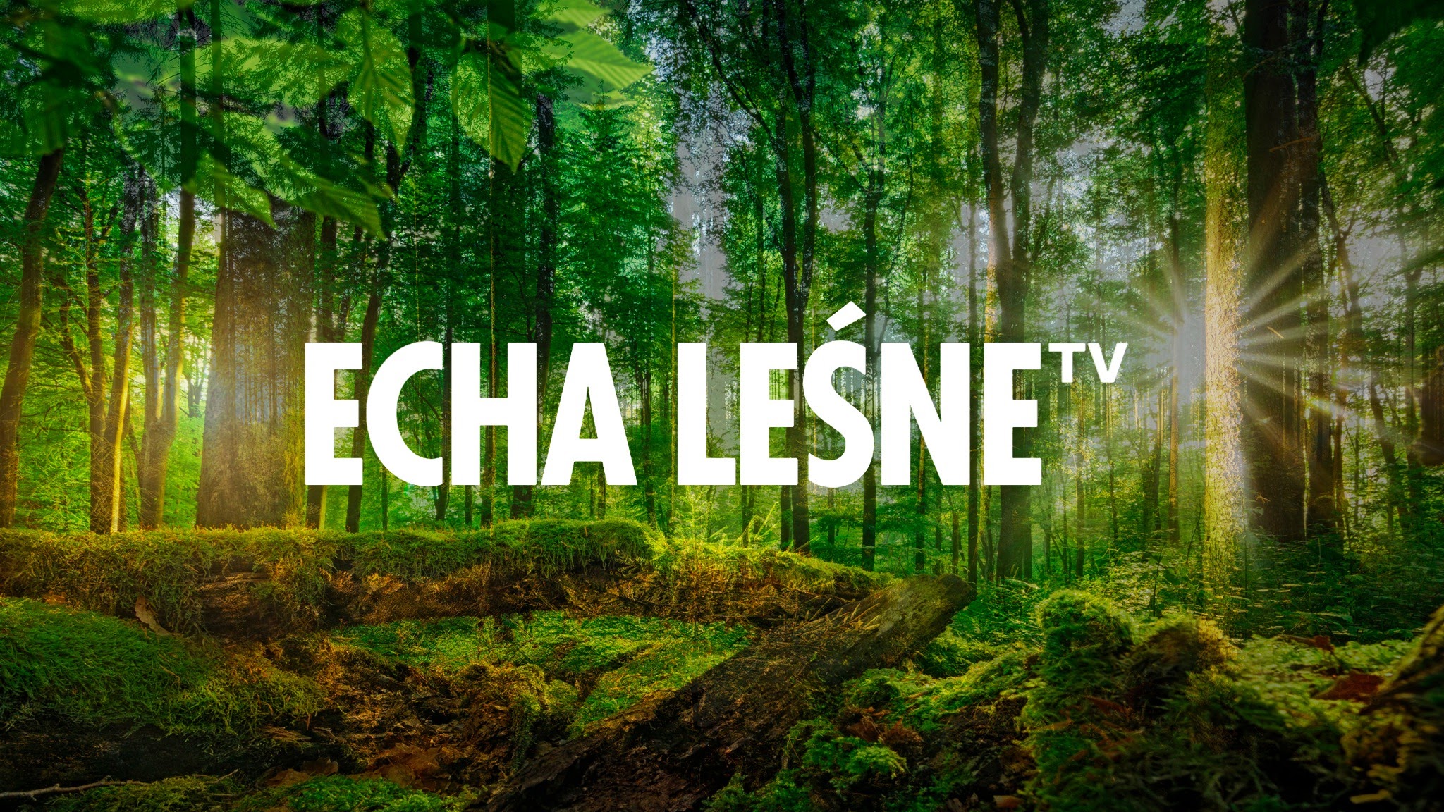 Echa Leśne YouTube banner