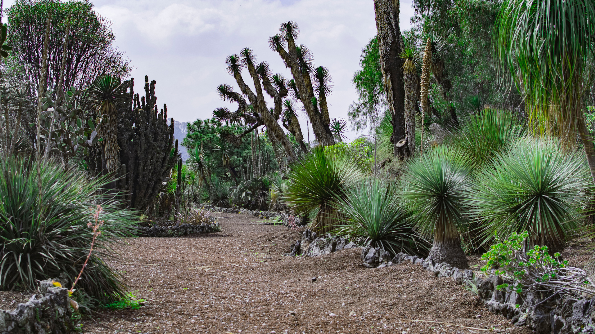 Jardín Botánico IB-UNAM YouTube banner