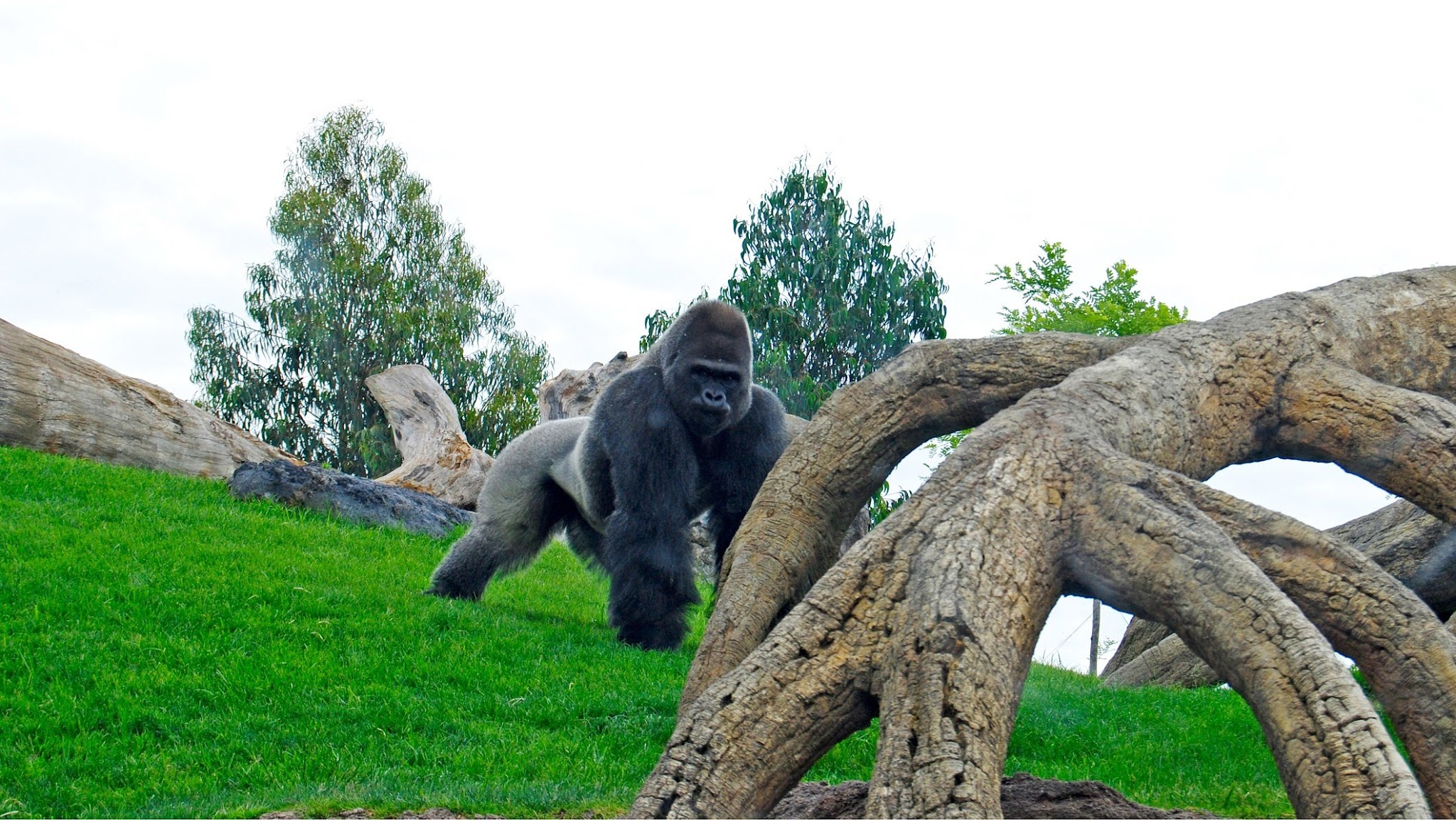 BIOPARC Valencia YouTube banner