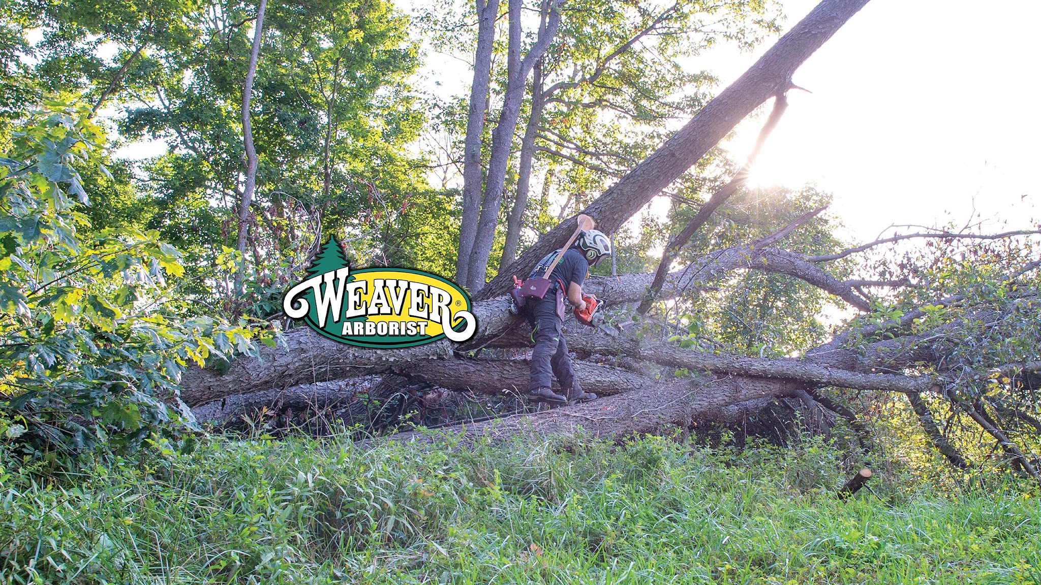 Weaver Arborist YouTube banner