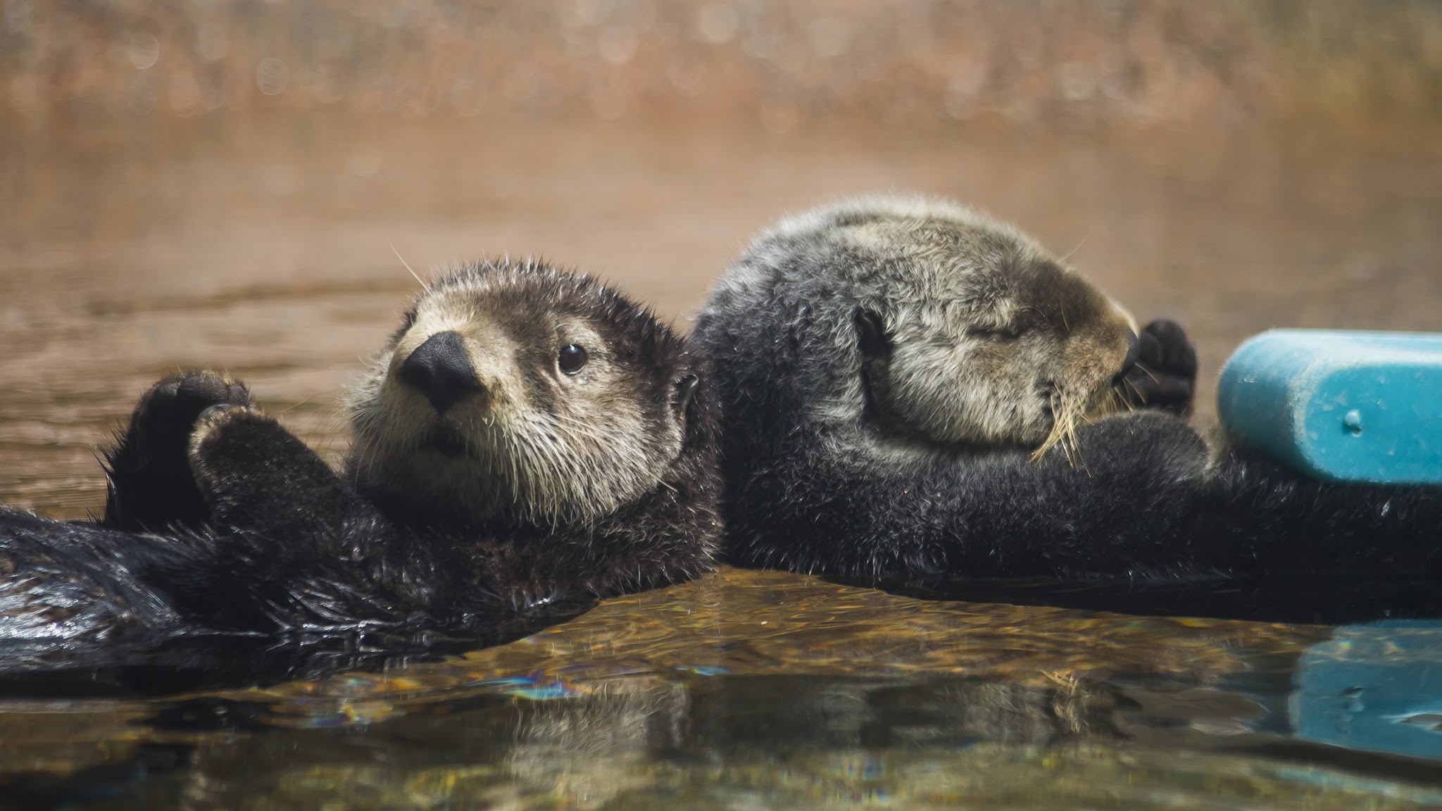 Point Defiance Zoo & Aquarium YouTube banner