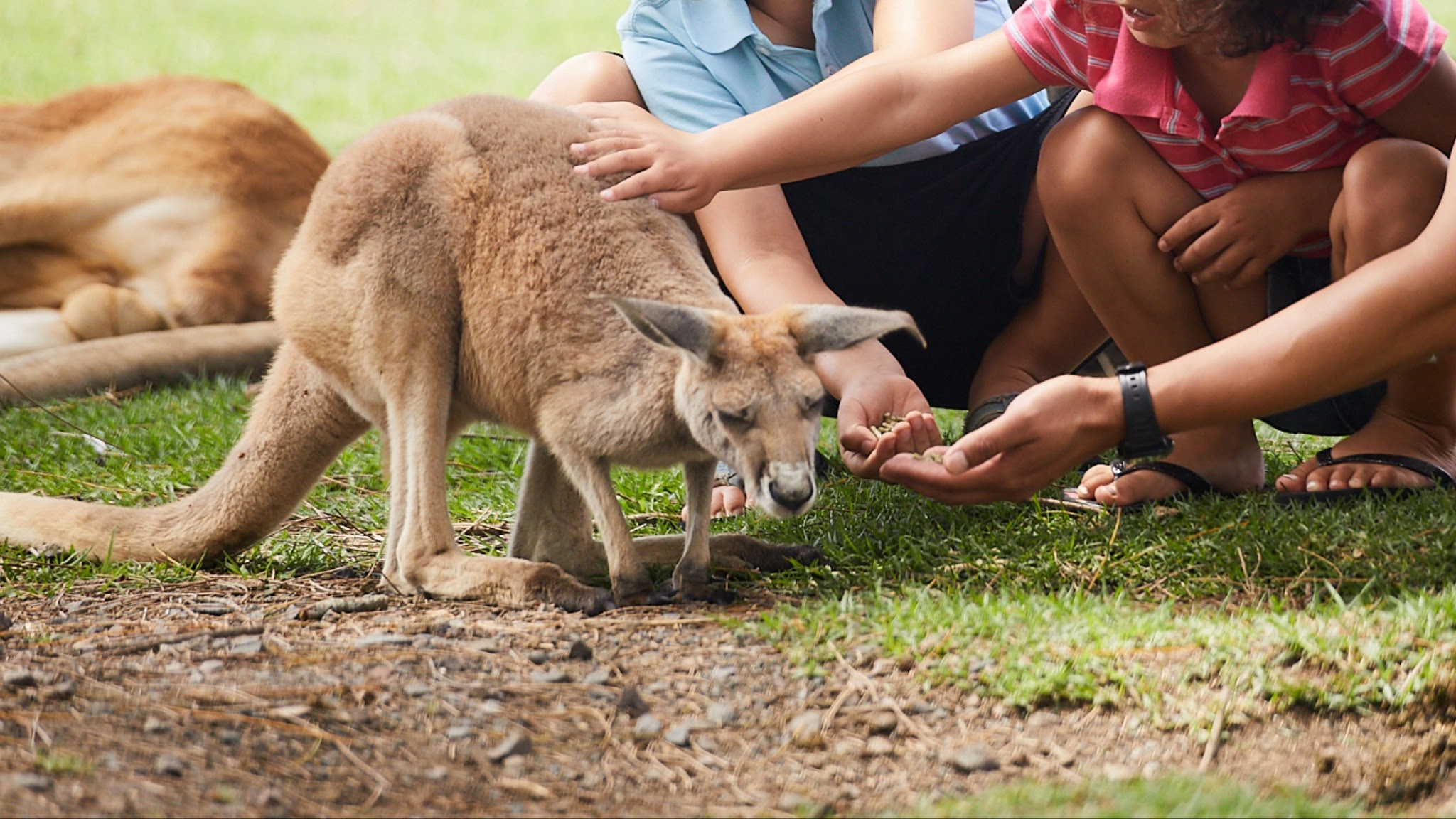 Oakvale Wildlife Park YouTube banner