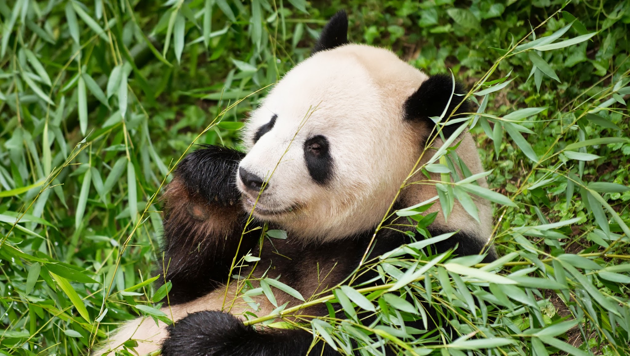 Smithsonian's National Zoo YouTube banner