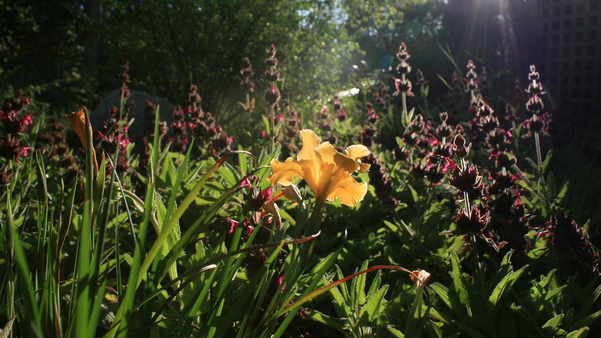 California Botanic Garden YouTube banner