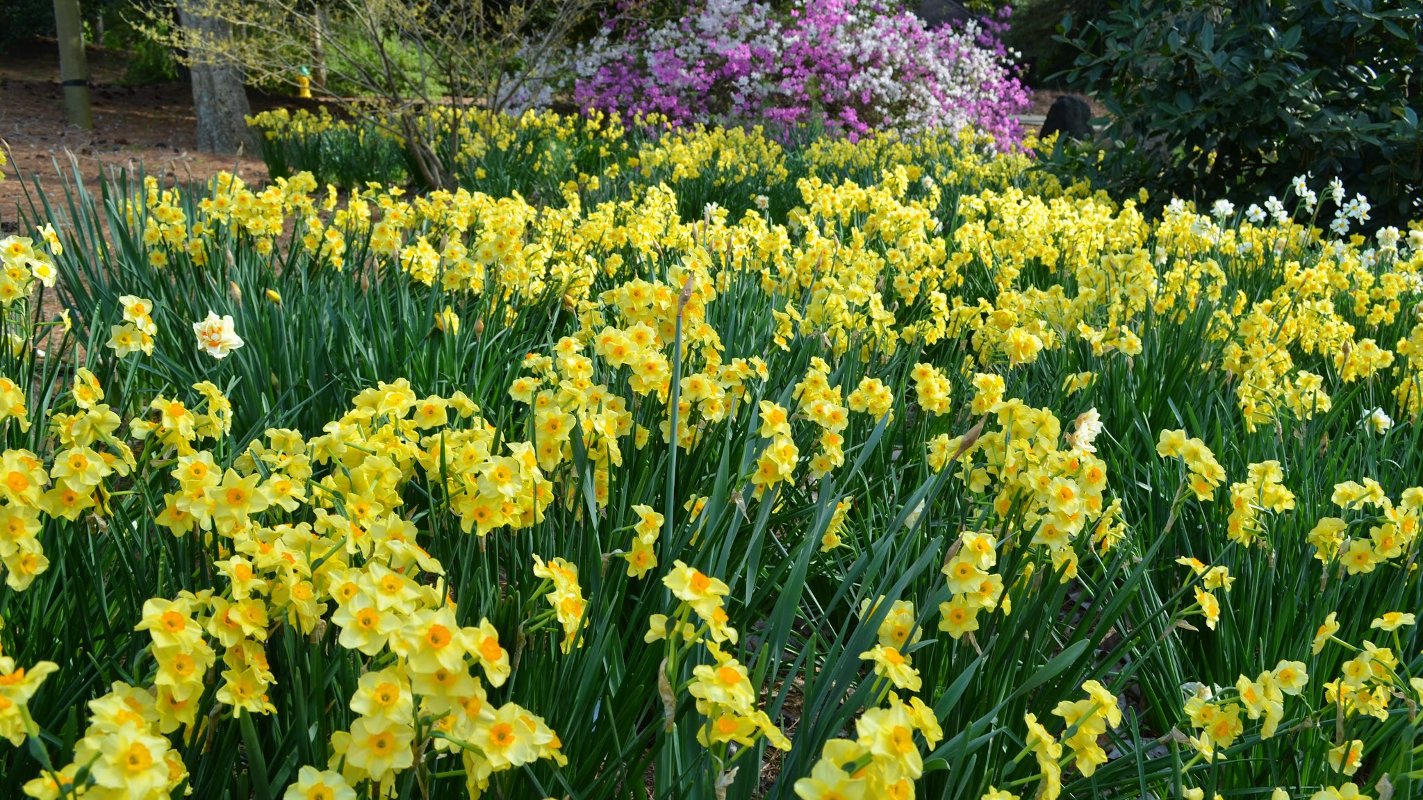 NorfolkBotanicalGarden YouTube banner