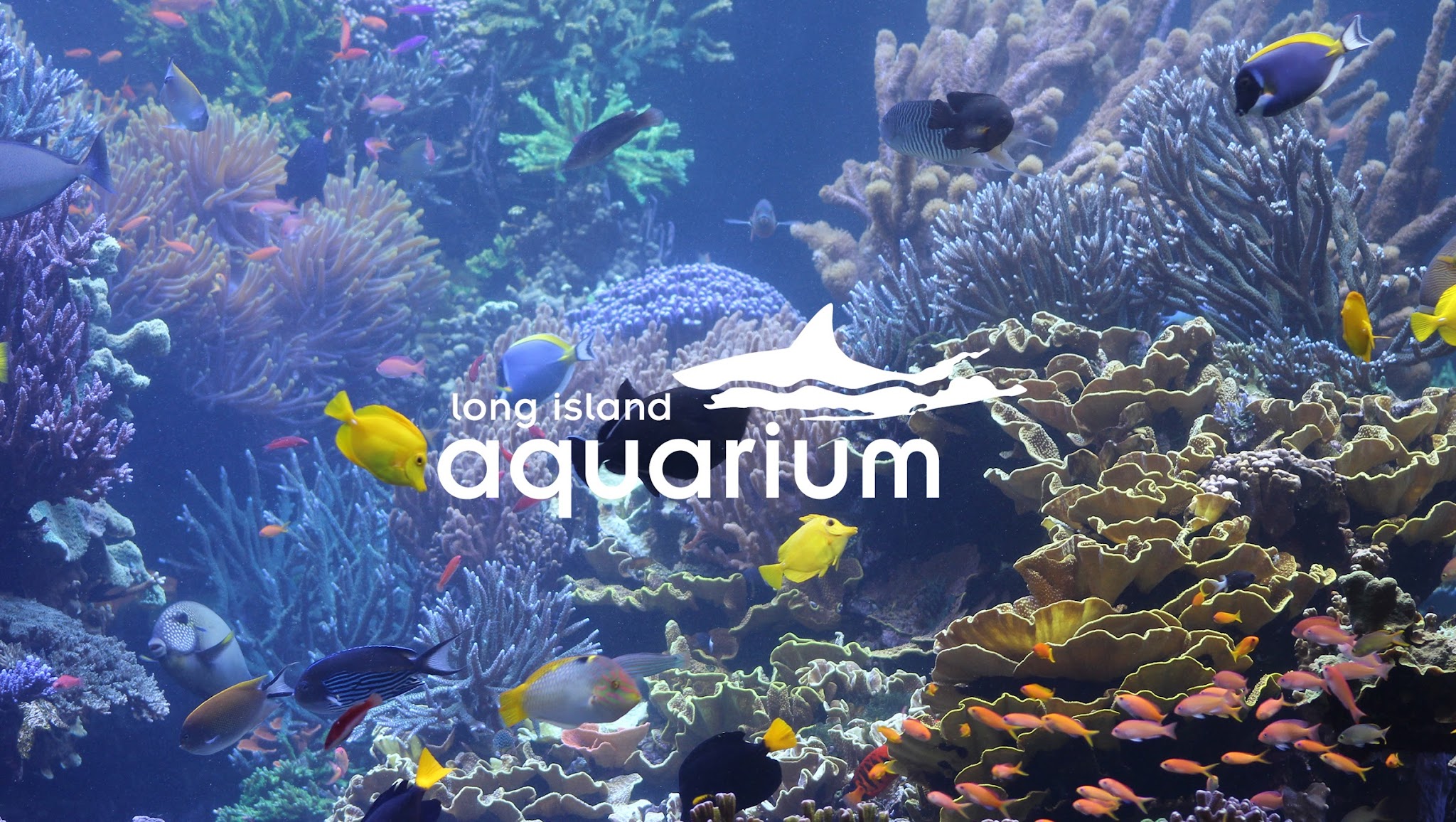 Long Island Aquarium YouTube banner