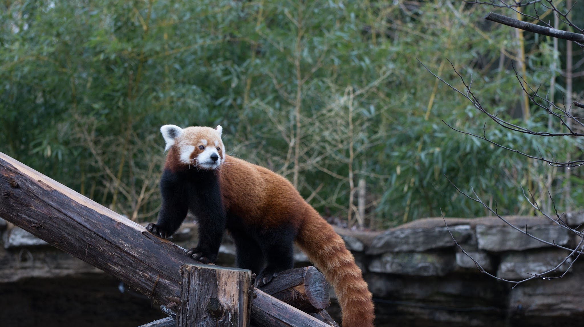 Saint Louis Zoo YouTube banner