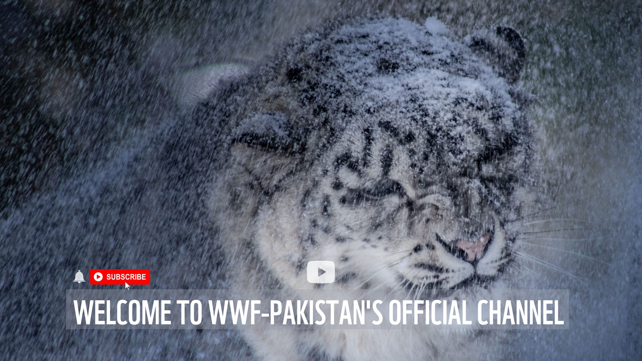 WWF - Pakistan YouTube banner