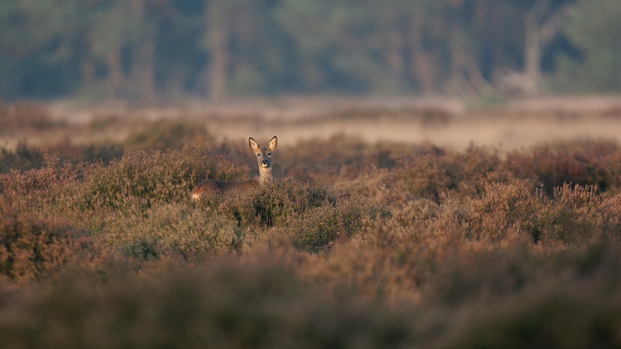 hogeveluwe YouTube banner