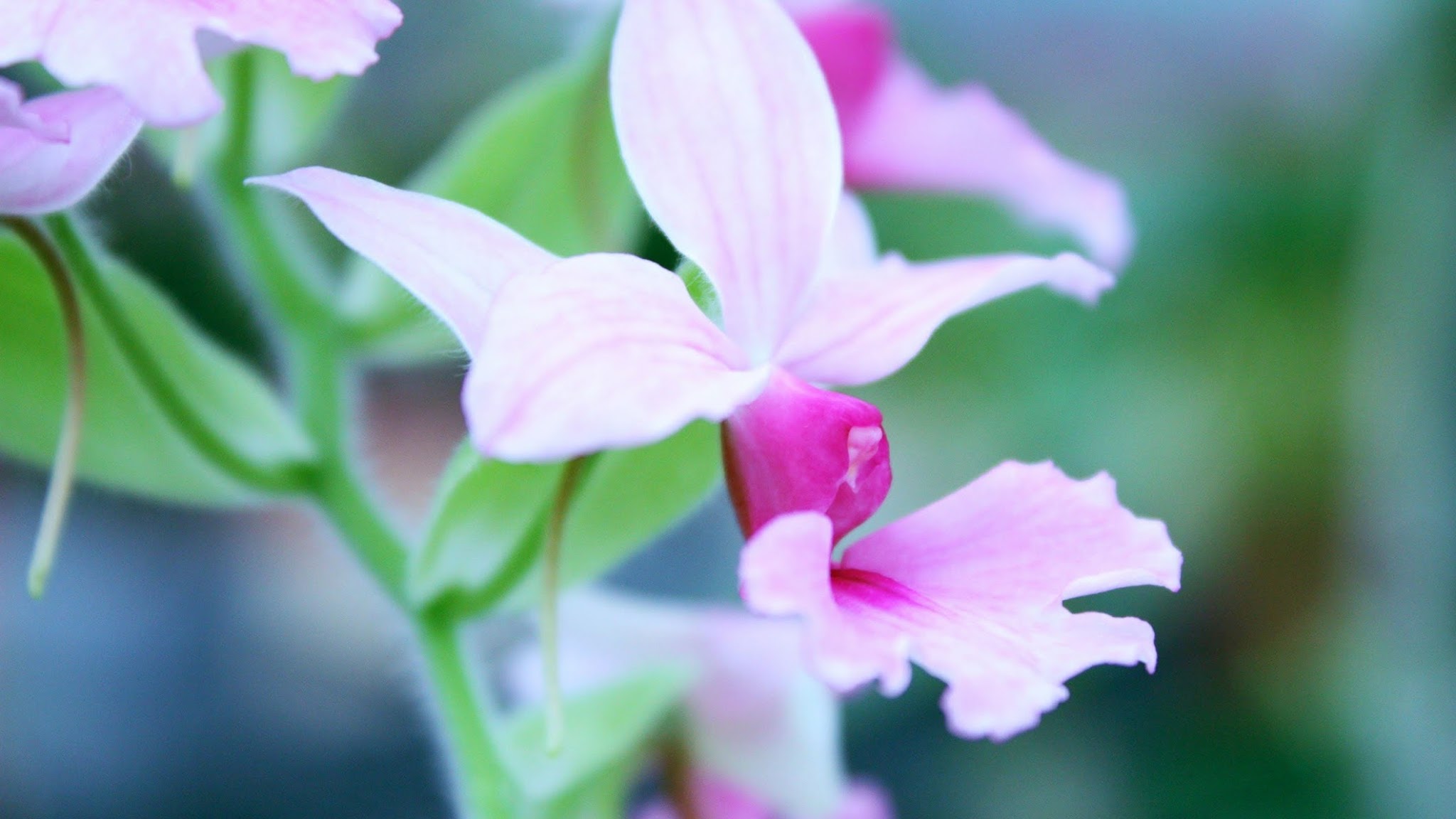 Smithsonian Gardens YouTube banner