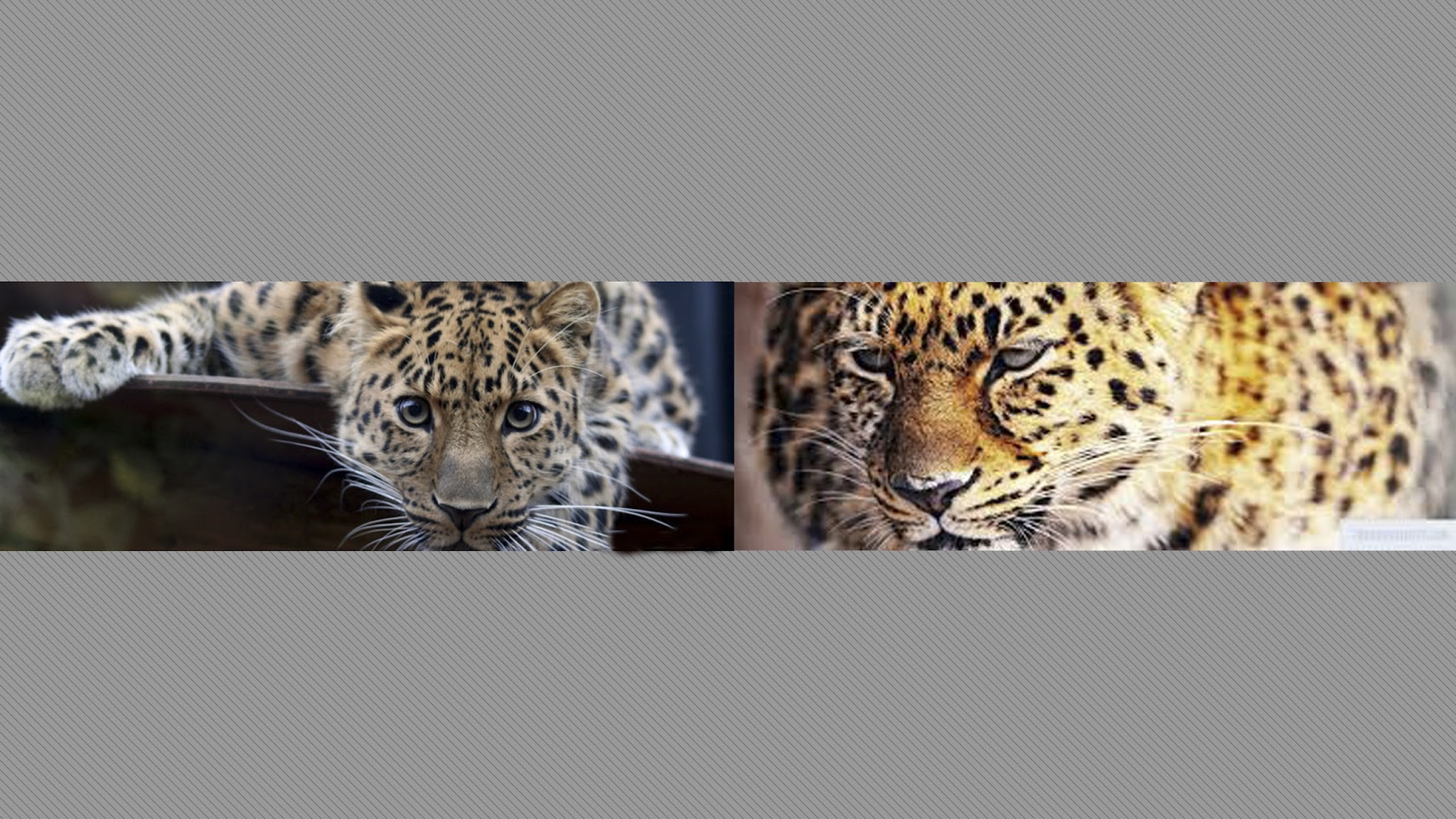 Life Of Big Cat YouTube banner