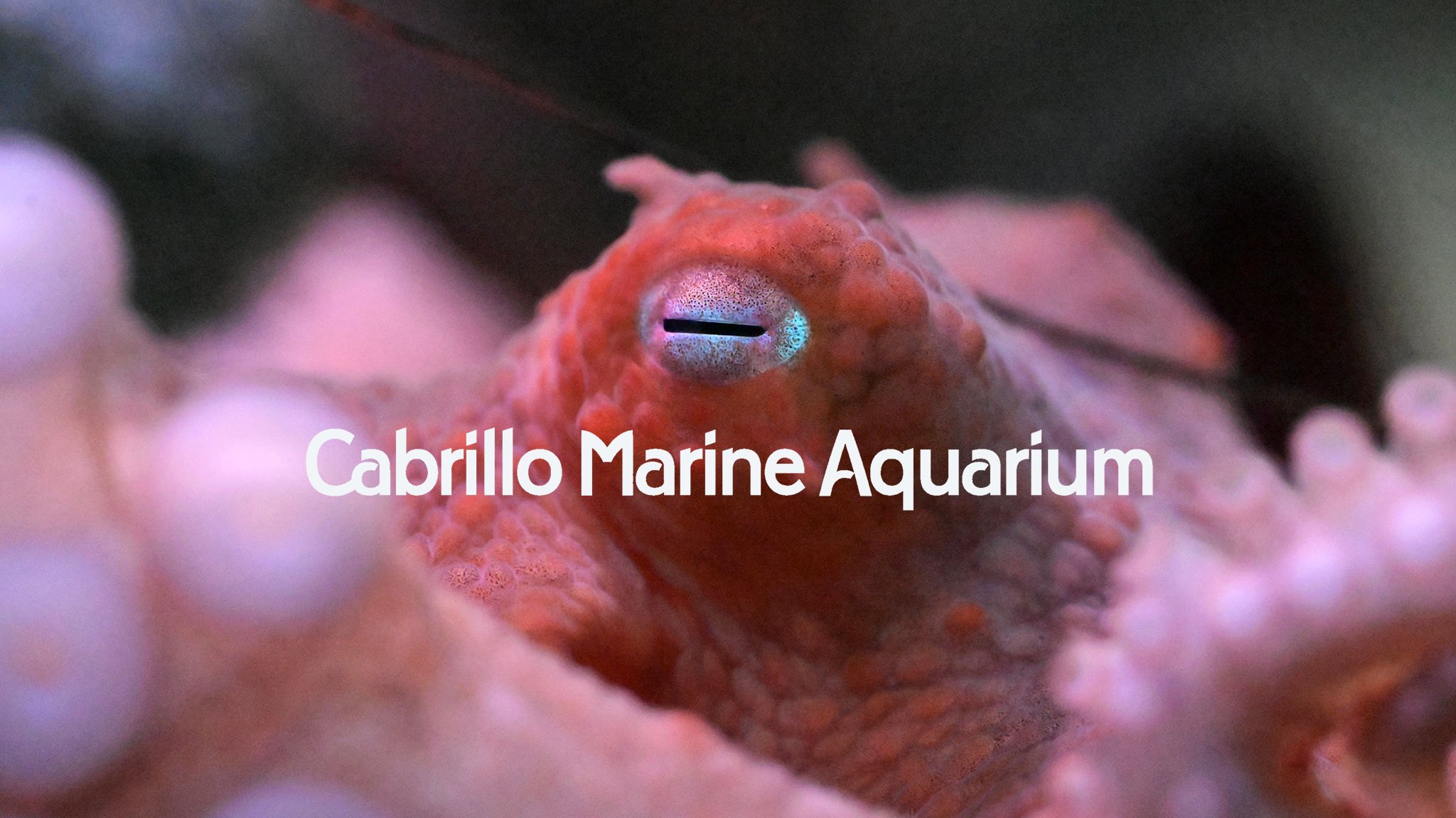 Cabrillo Marine Aquarium YouTube banner