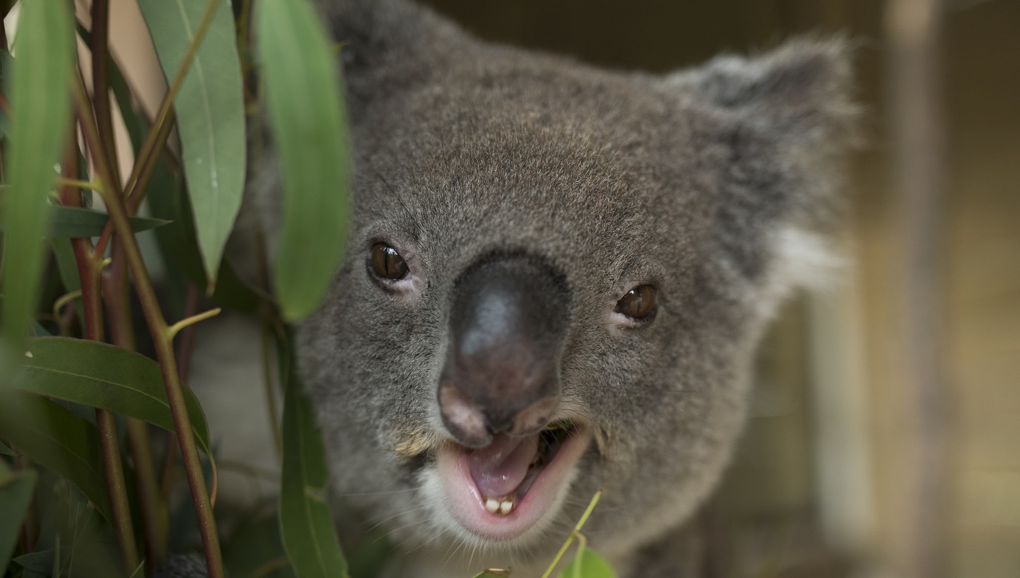 Symbio Wildlife Park YouTube banner