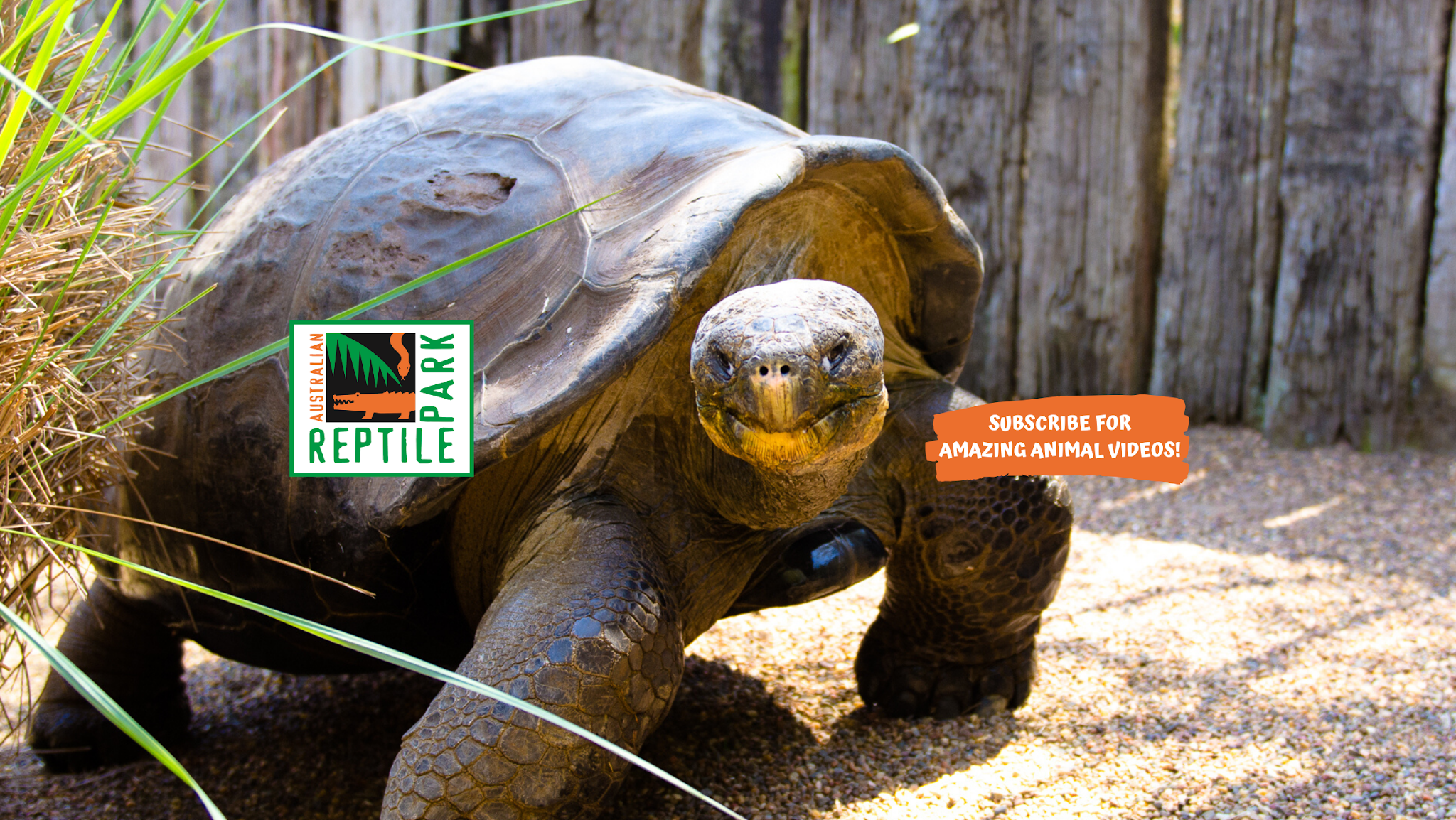 Australian Reptile Park YouTube banner