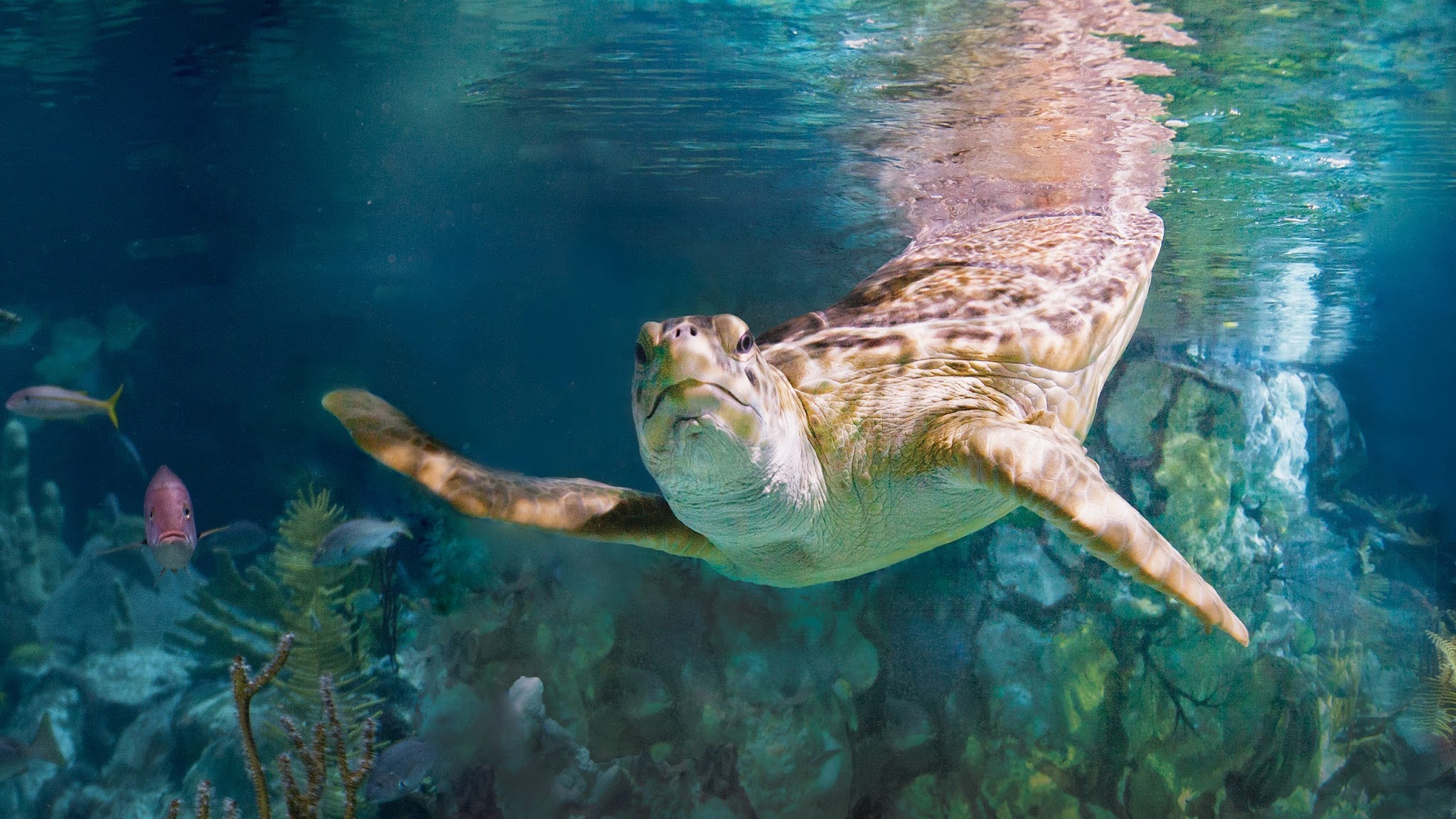 Shedd Aquarium YouTube banner