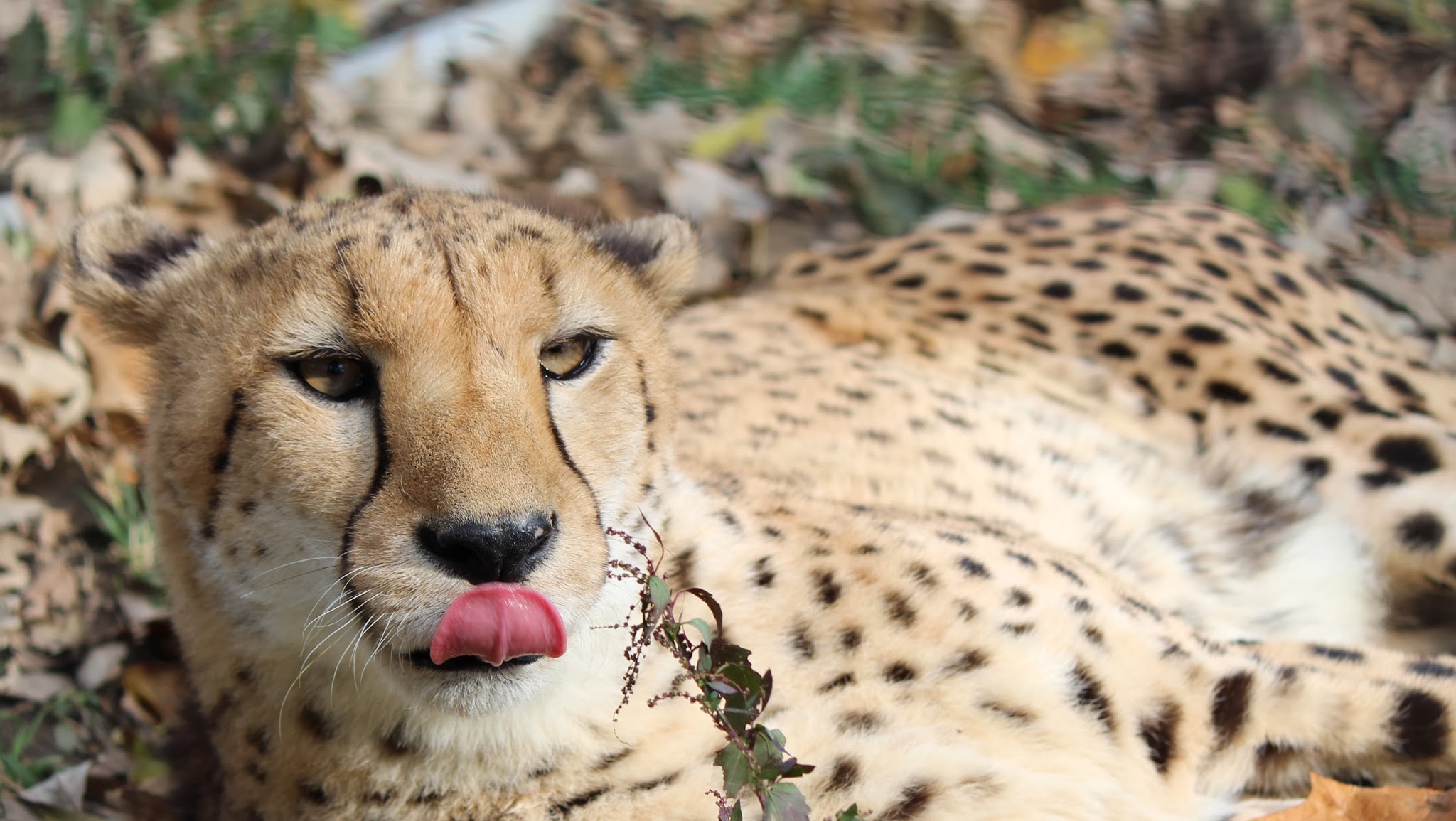 Omaha Zoo YouTube banner