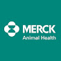 Merck Animal Health Cattle YouTube thumbnail