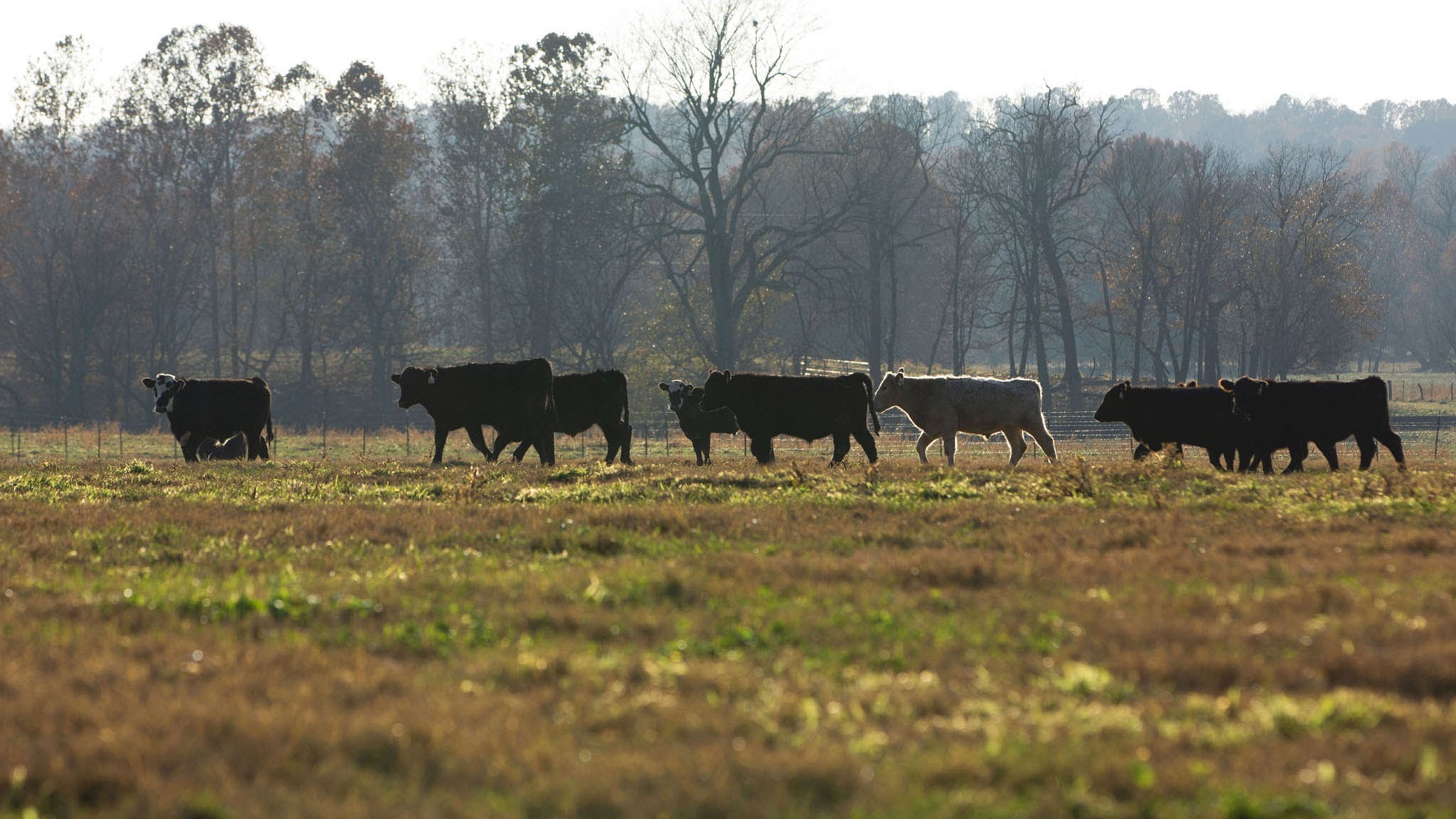 Merck Animal Health Cattle YouTube banner