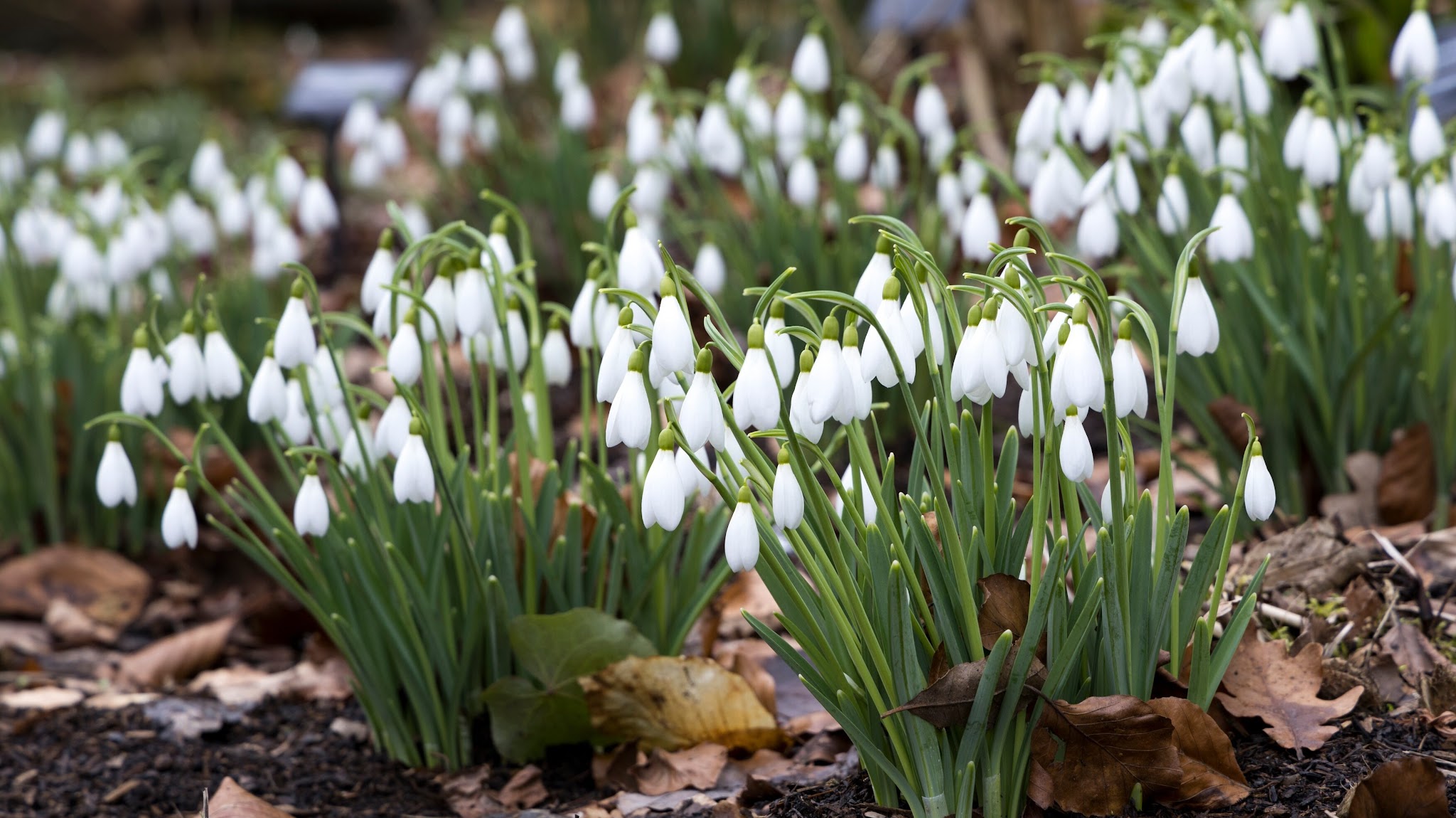 RHS - Royal Horticultural Society YouTube banner