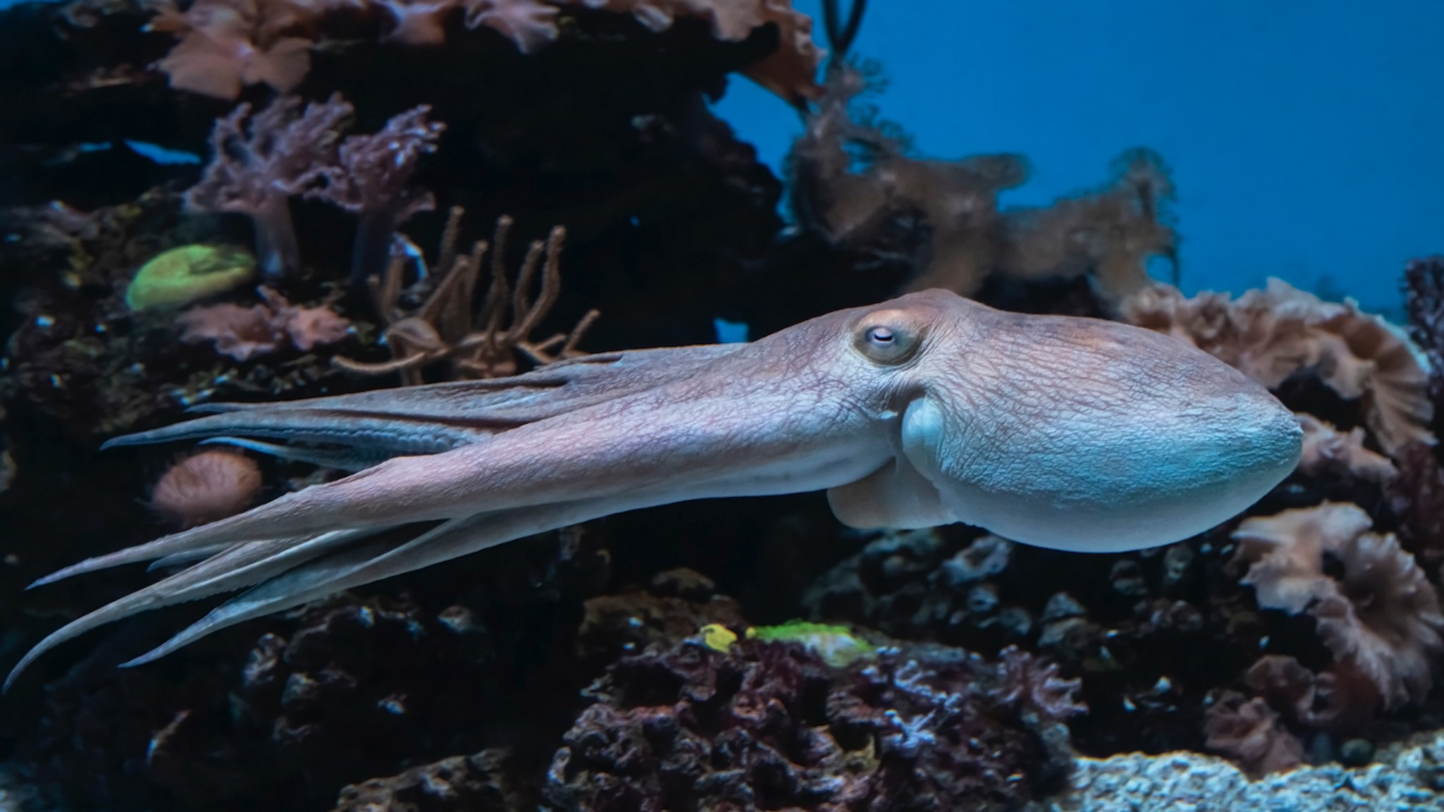 Aquarium of the Pacific YouTube banner