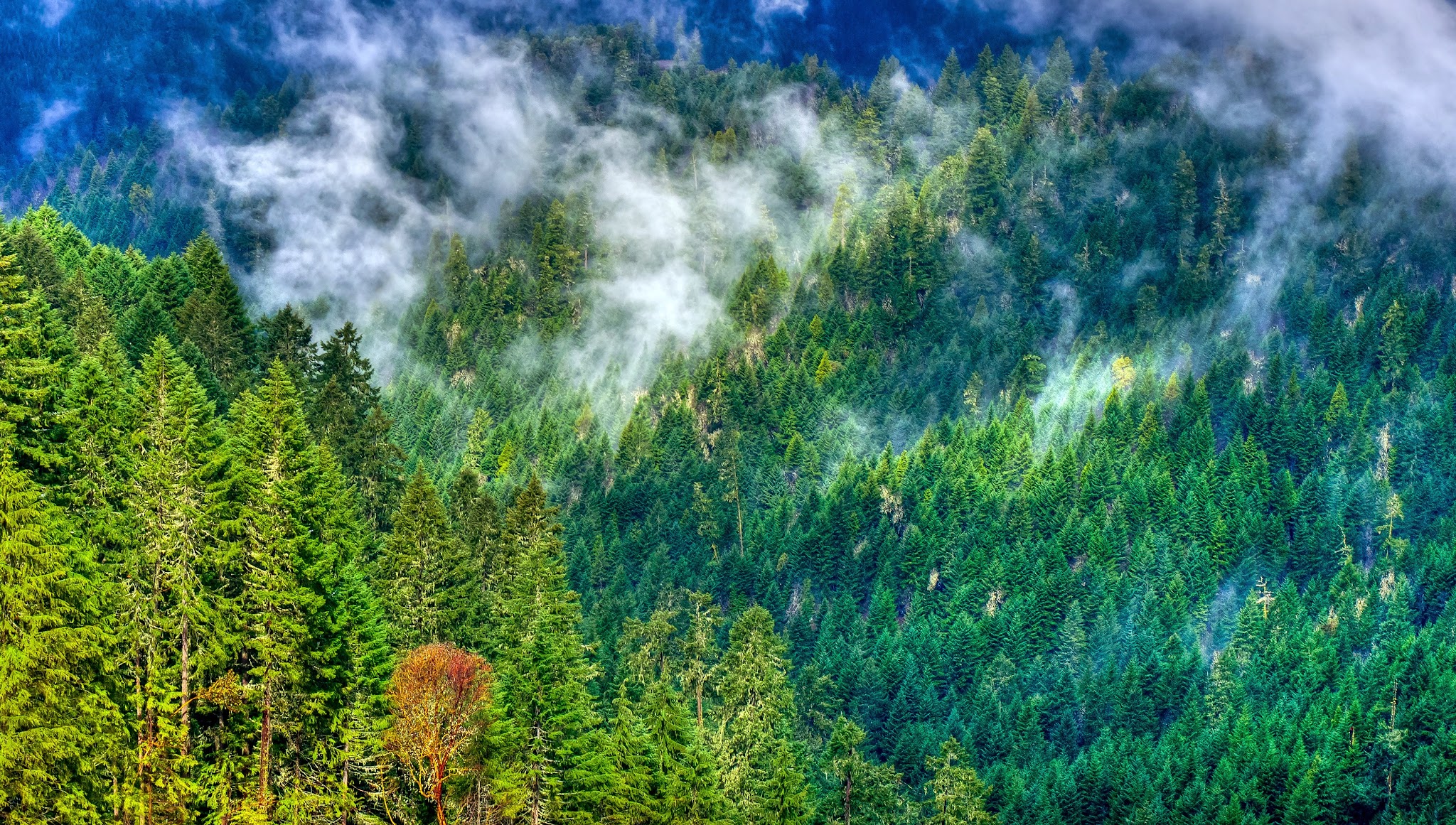 Oregon Department of Forestry YouTube banner