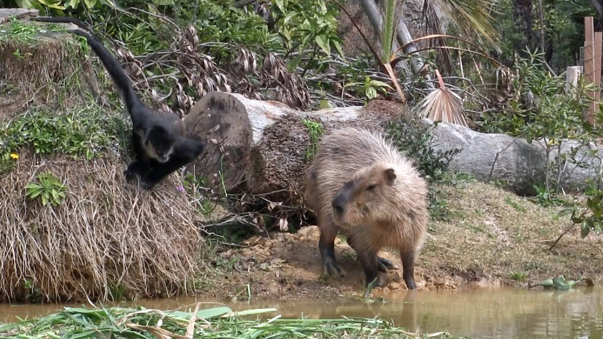 ときわ動物園 YouTube banner