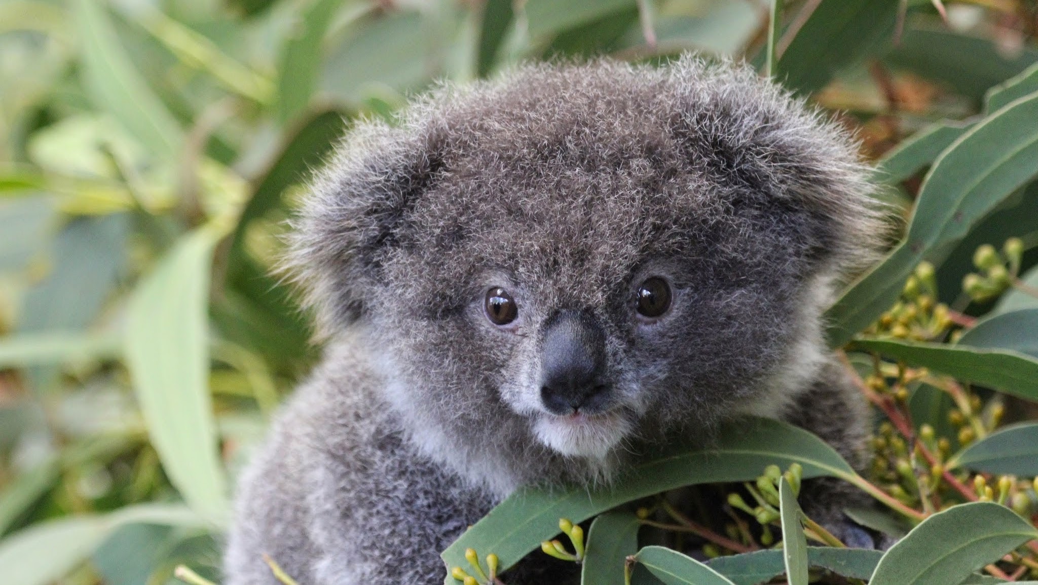 Featherdale Sydney Wildlife Park YouTube banner