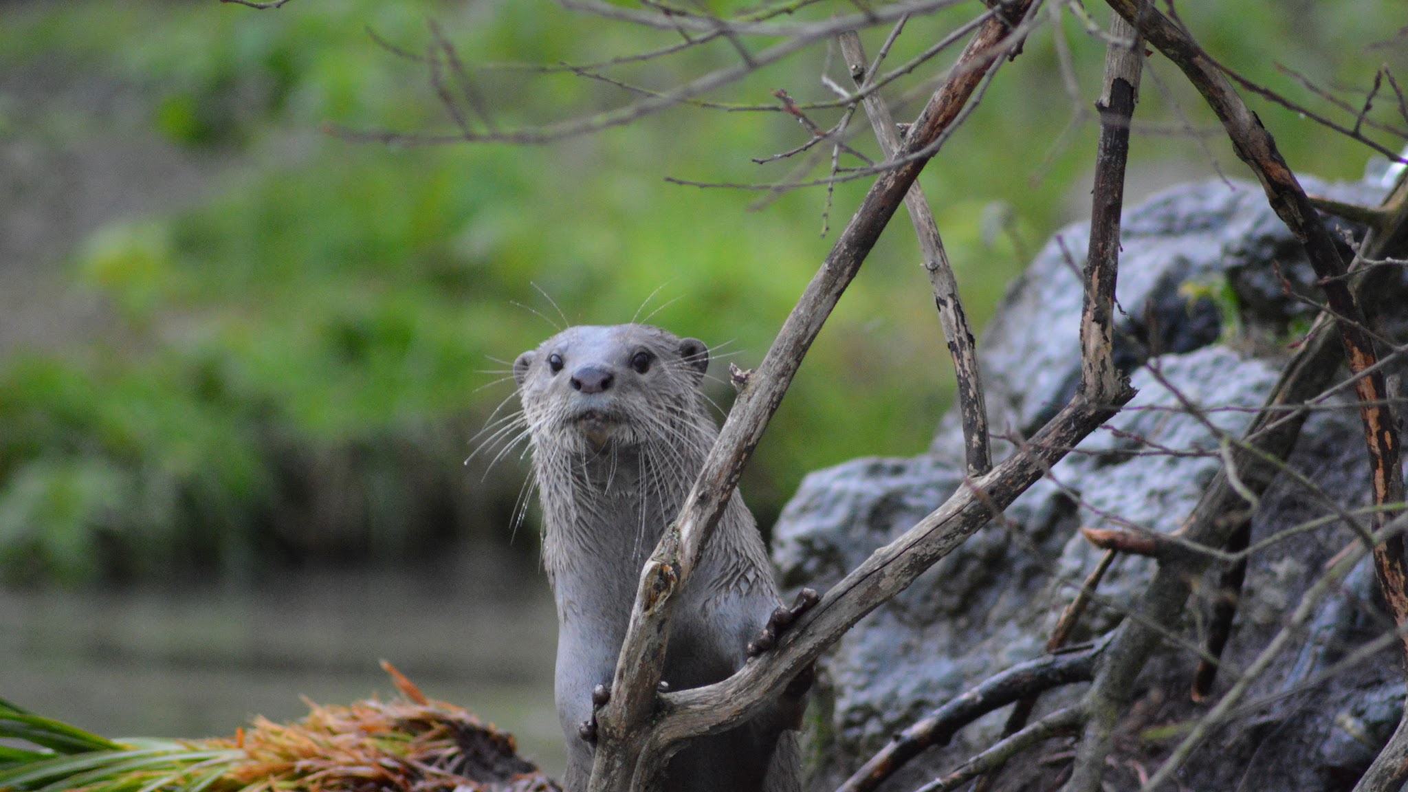 Wingham Wildlife Park YouTube banner