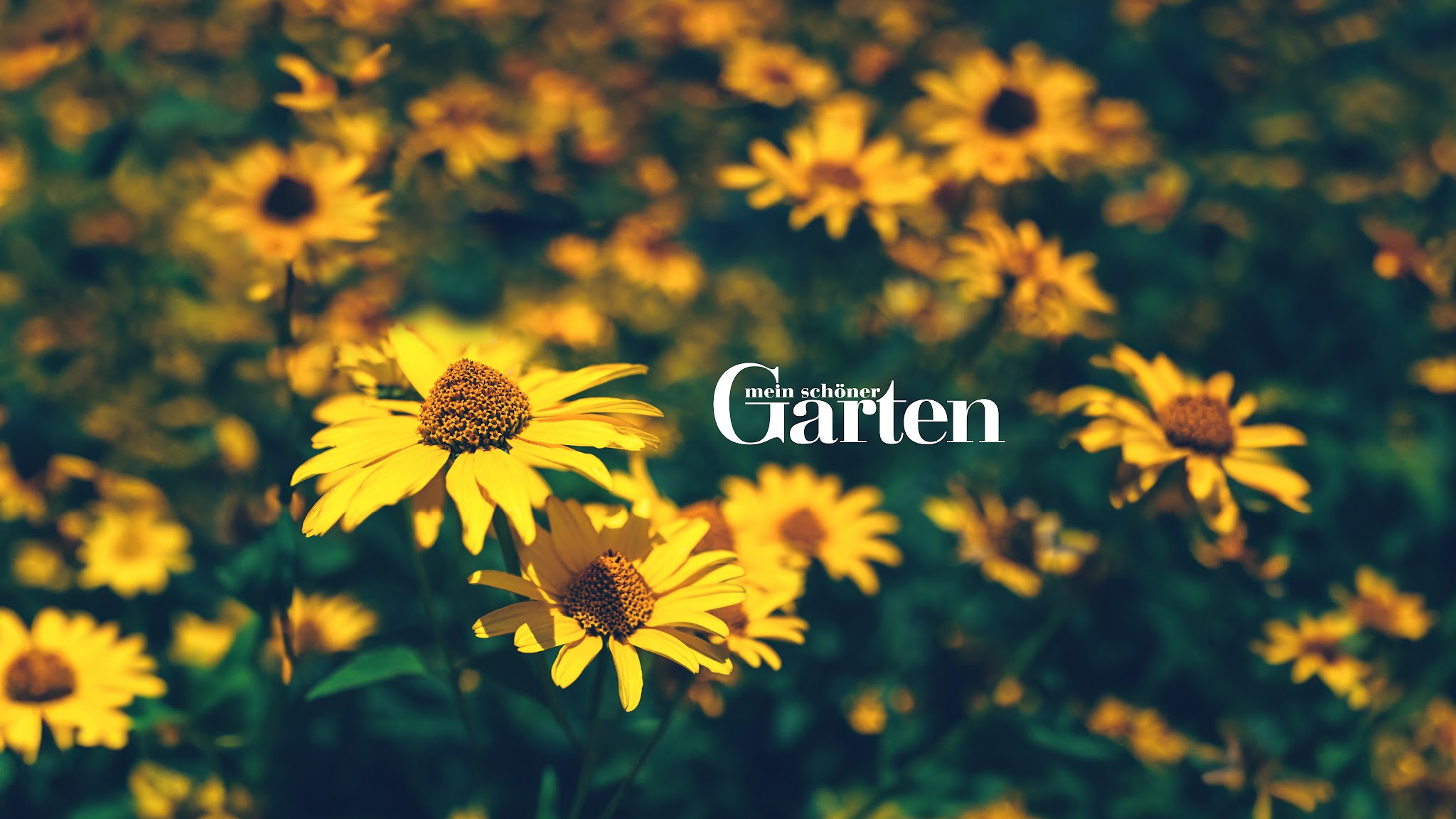 Mein schöner Garten YouTube banner