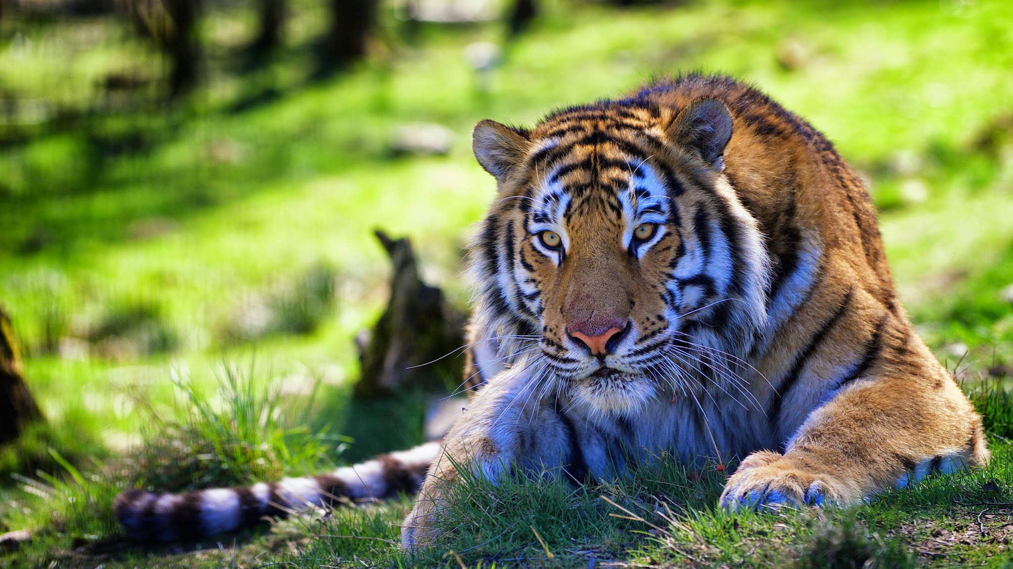 Highland Wildlife Park YouTube banner